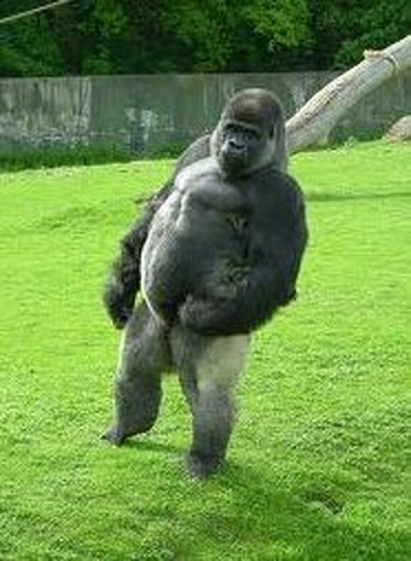Kahel jalal kõndiv gorilla Ambam