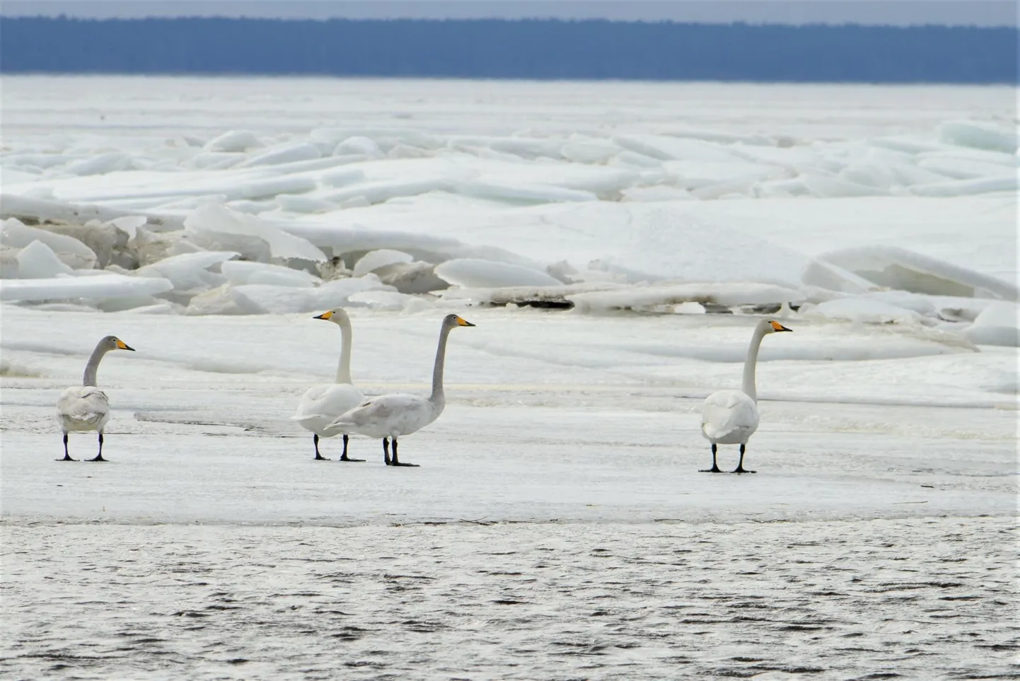 Pärnu rannaniidul ja mere ääres ootavad kevadet lõunast saabunud rändlinnud.