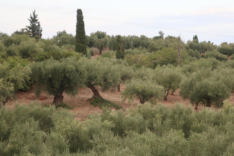Oliivisalu. Puud on küll istutatud, kuid jändrikumad puud võivad olla mitmesaja aasta vanused.