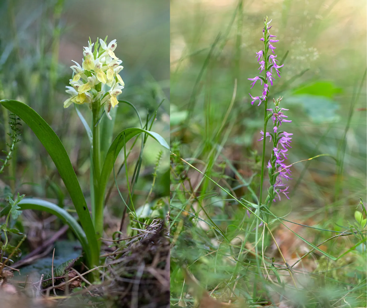 Пальчатокоренник самбуковый (Dactylorhiza sambucina) и гнездоцветка клобучковая (Hemipilia cucullata).