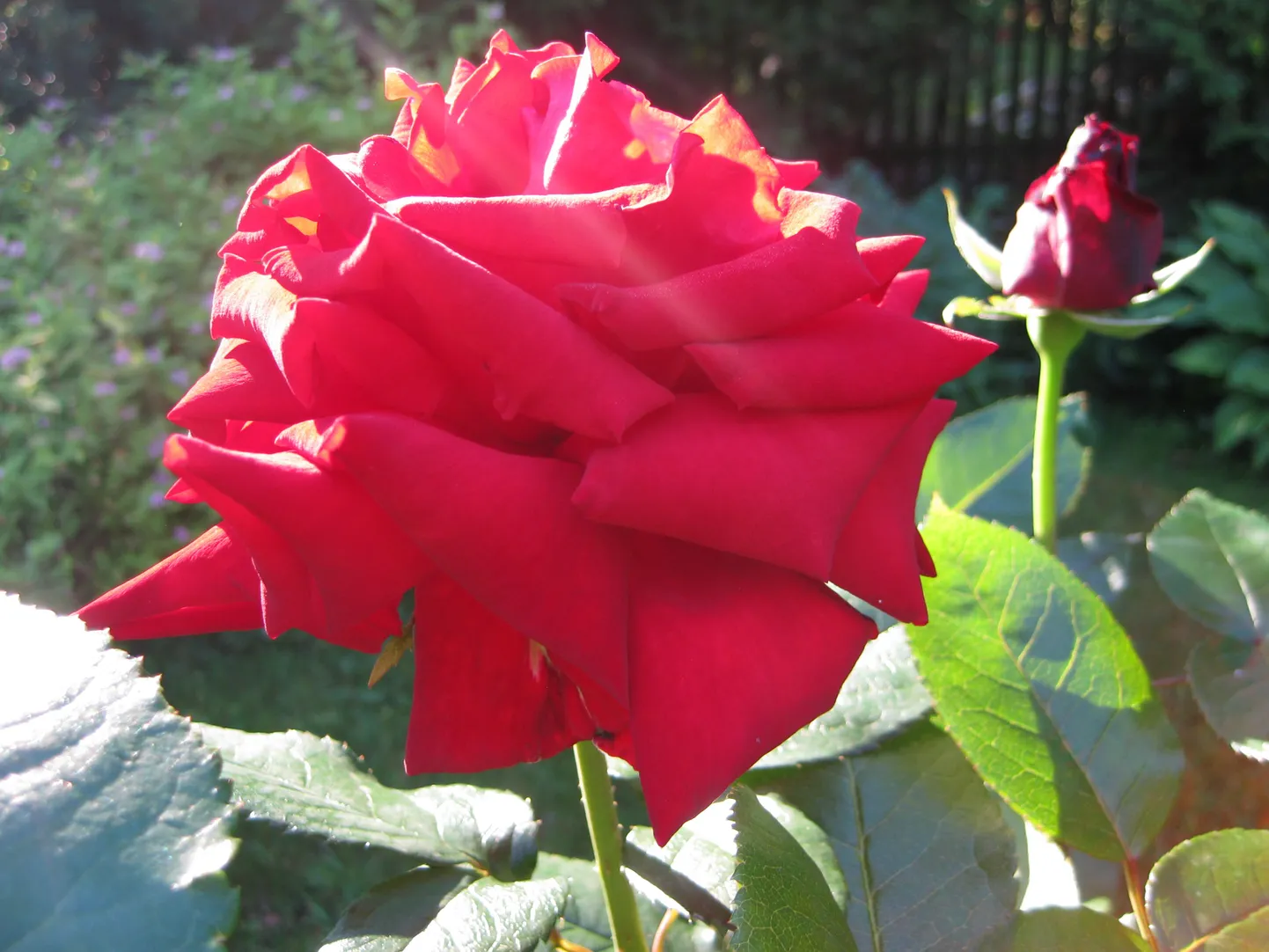 Roos "Ingrid Bergman"