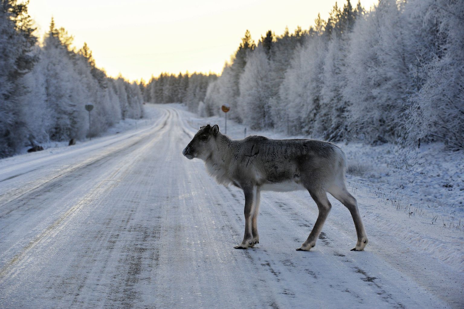 Soome metspõhjapõdrad on suhteliselt haruldased. Enamasti on võimalik kohata poolkodustatud karjades liikuvaid põhjapõtru.