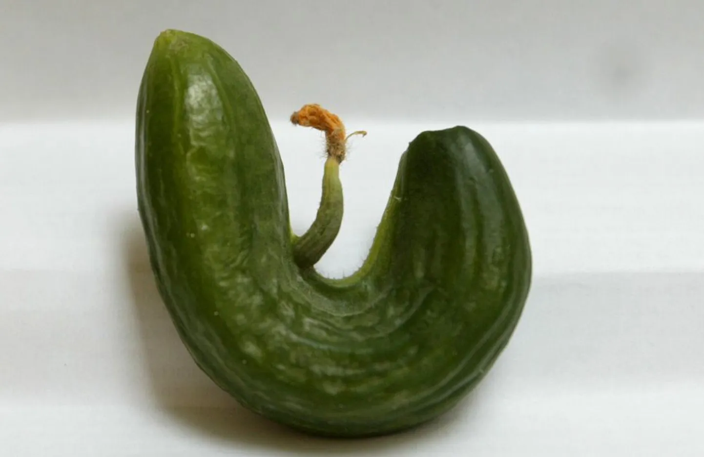 Kurk