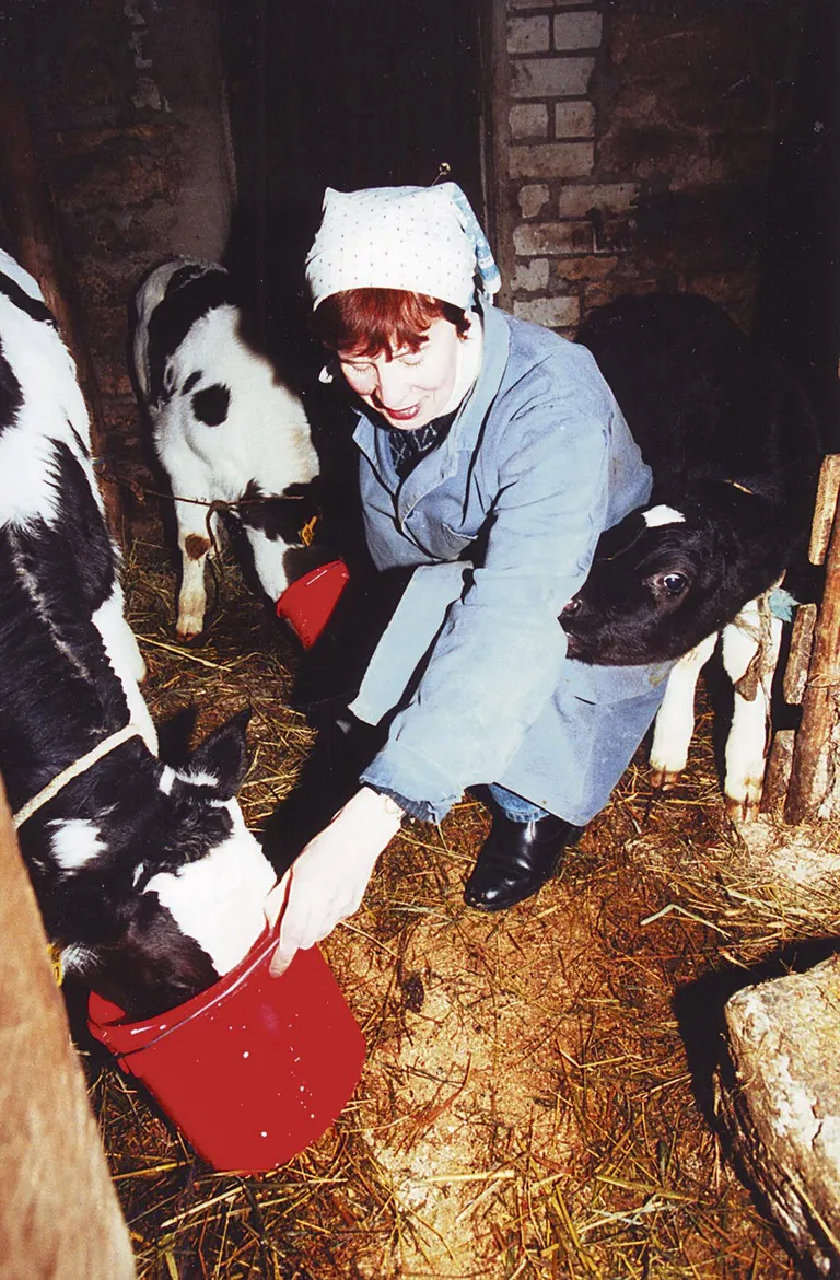 Vasikad on toredad loomad, aga nende tühjaks joodud sooja piima pange on keeruline kätte saada. Tööproov Mätiku talu laudas 2000. aastal.