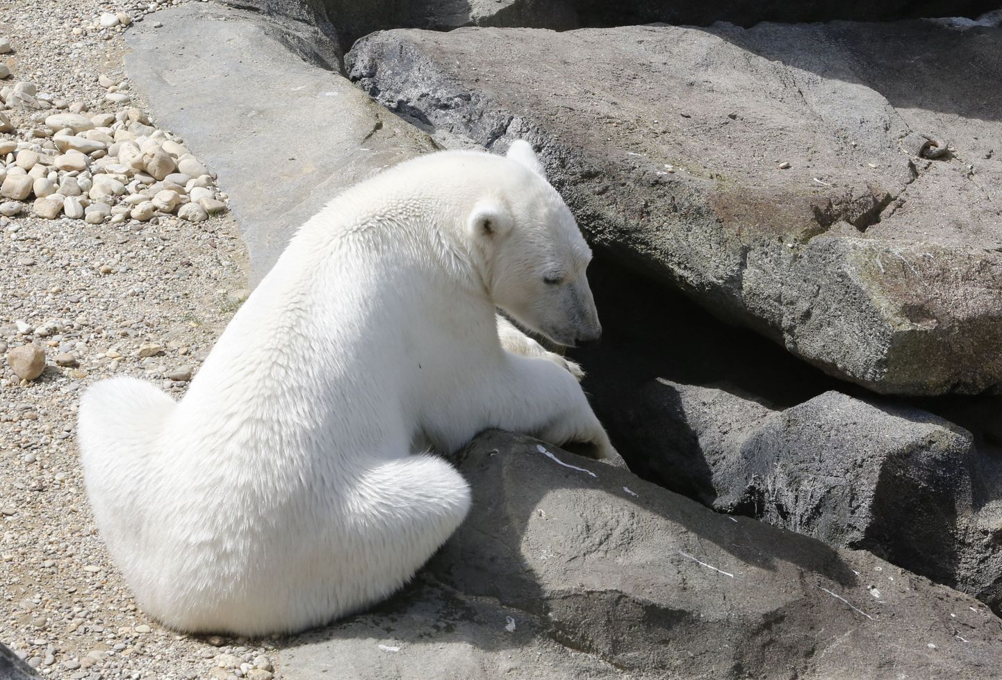 Viini Schönbrunni loomaaia jääkaru