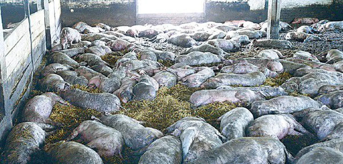 Около 400 свиней задохнулись без вентиляции из-за прерывания подачи электричества.