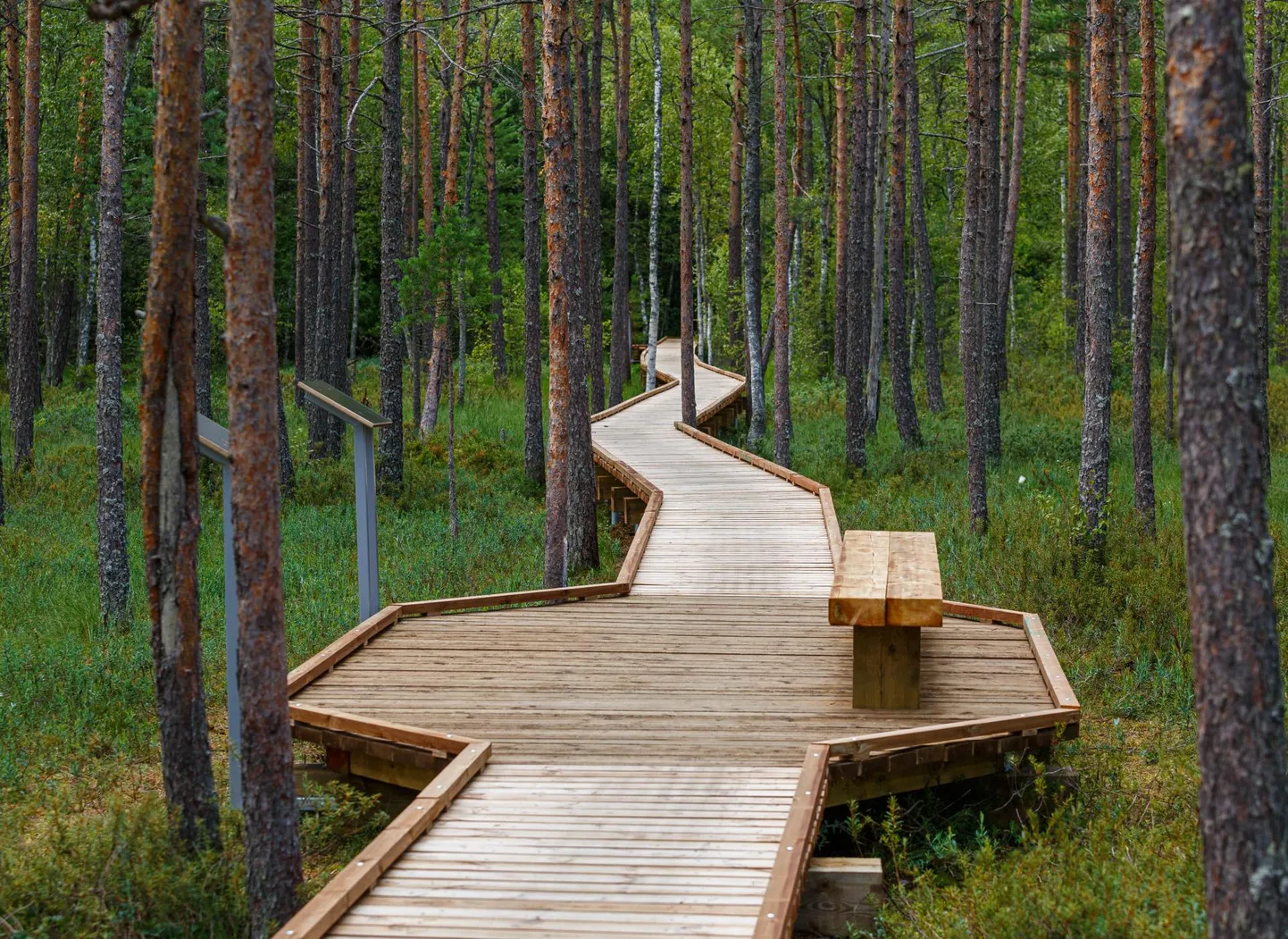 Ilus laudtee lubaks metsas jalutada kasvõi kontsadel. Fotol RMK Valgesoo õpperada.