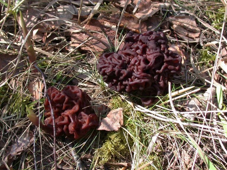 Строчок обыкновенный (Gyromitra esculenta). У гриба характерная шляпка, обладающая складчатой, морщинистой структурой, напоминающей мозг человека. Ножка белая. Растет в сосновых лесах и на вырубках. В свежем виде очень ядовитый, отравиться можно и при варке, вдыхая пары.