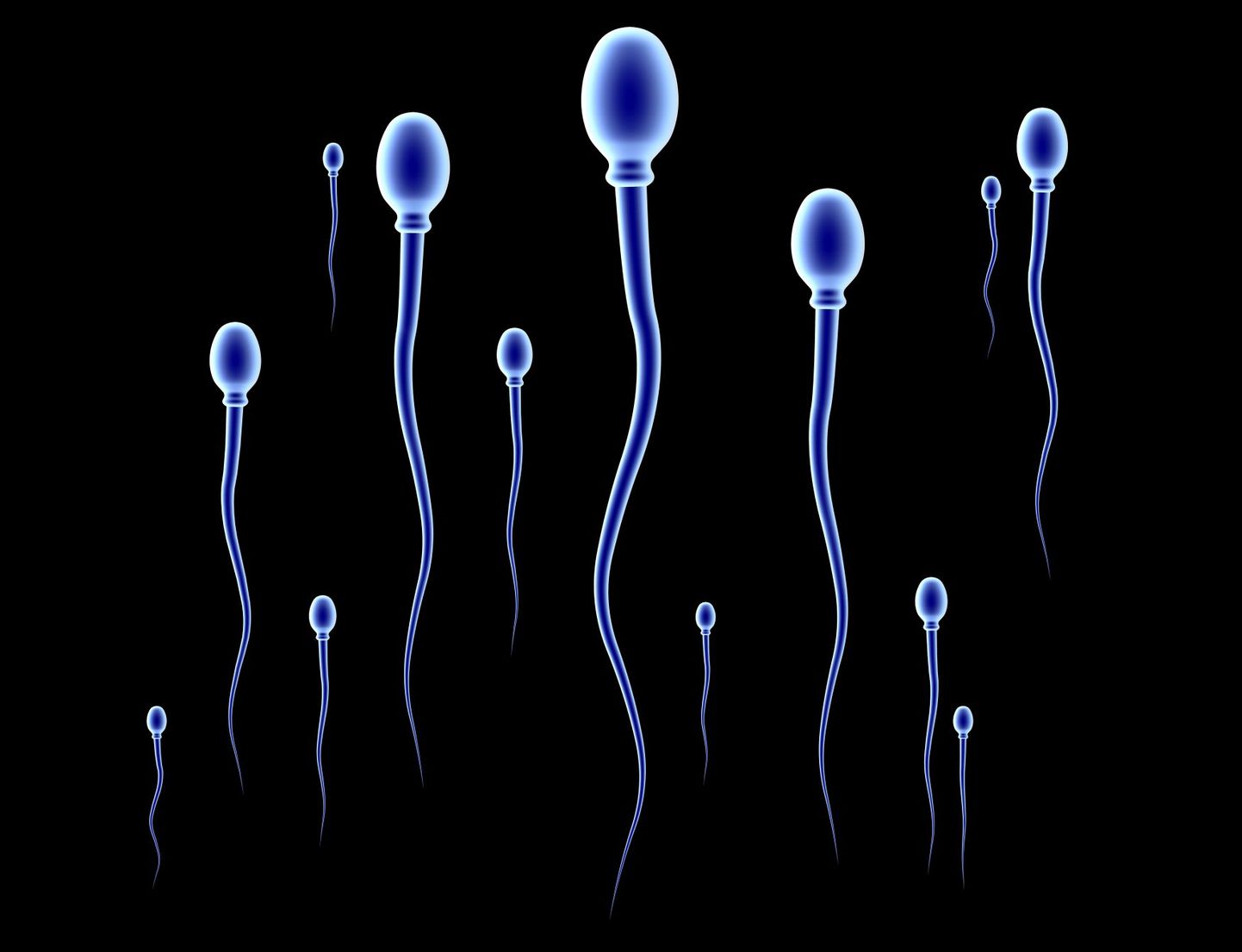 Spermid.