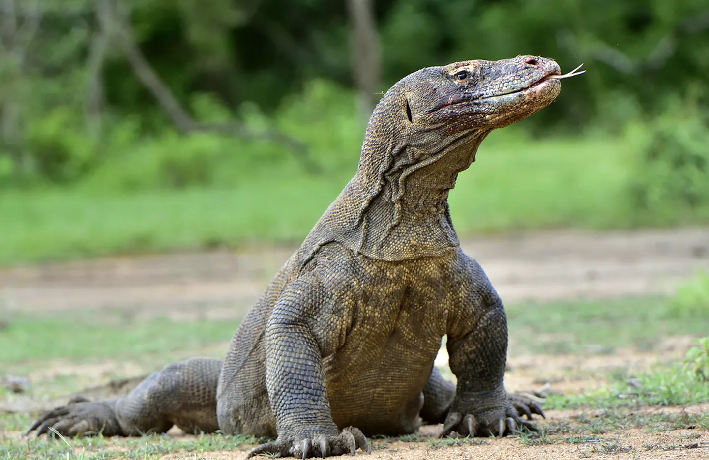 Esimese hooga avaneb Indoneesias Bali saar, kuid küllap saab peagi ka Komodo saarele varaanidele külla sõita.