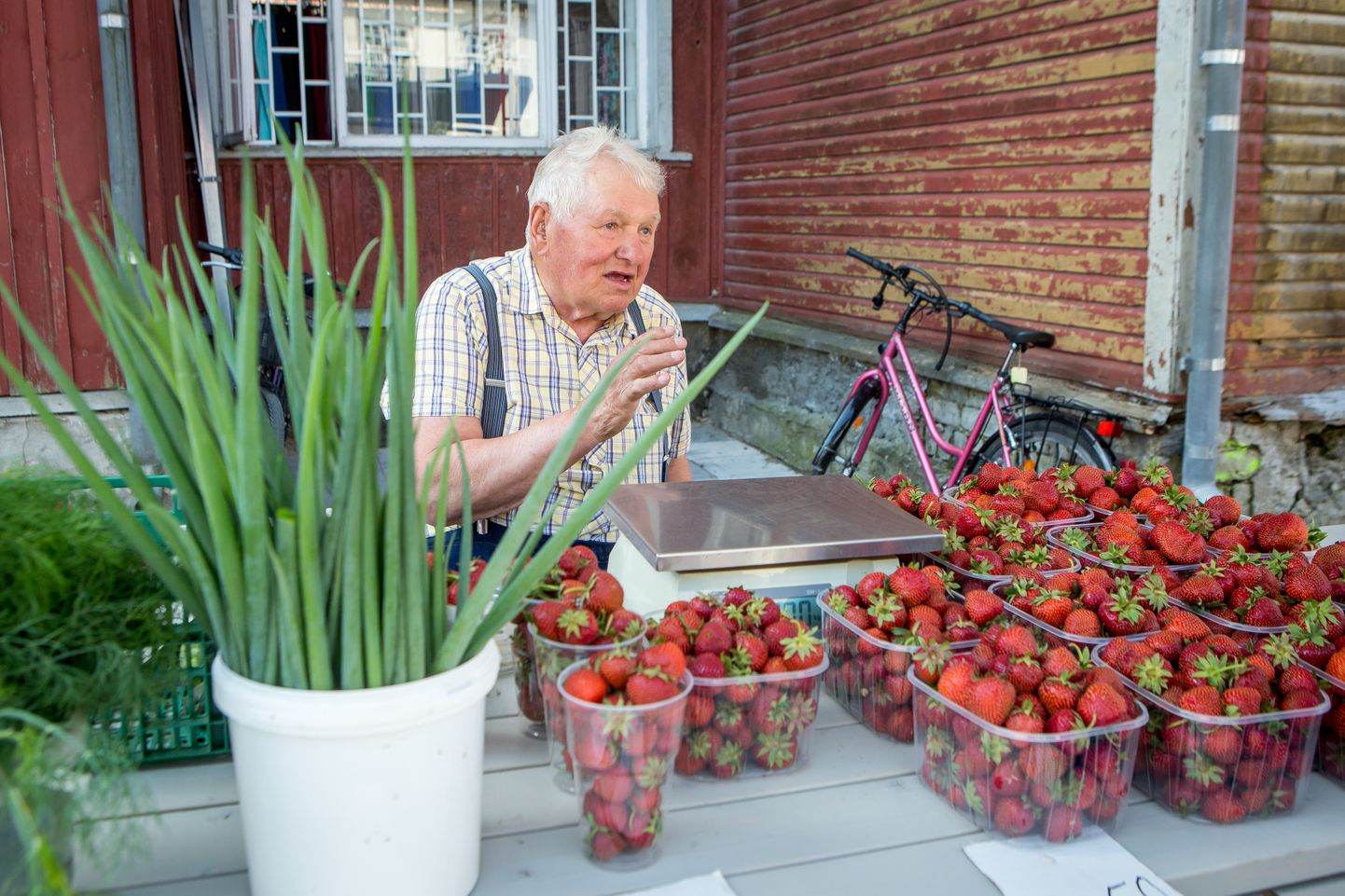 KONTRASTIKS punastele maasikatele rohetasid Kalev Trei ees letil värske till (hind 1 euro 100 g eest) ja lopsakad sibulapealsed (60 senti 100 g). Samuti olid letile pandud mõneteistkümne sentimeetri pikkused kurgid (3 eurot kilo).