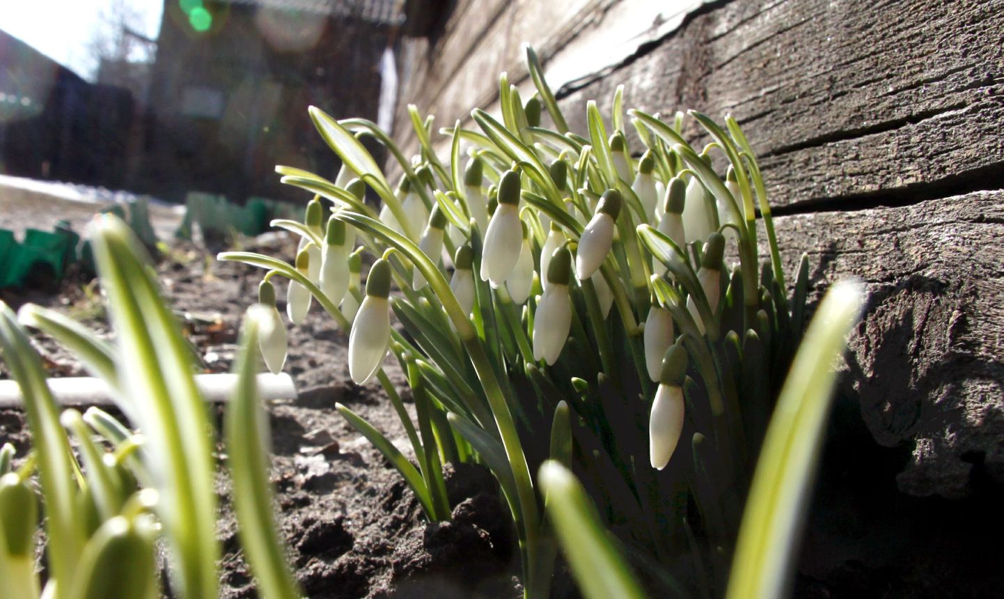 Kevadet kuulutavad lumikellukesed. Foto on illustreeriv.