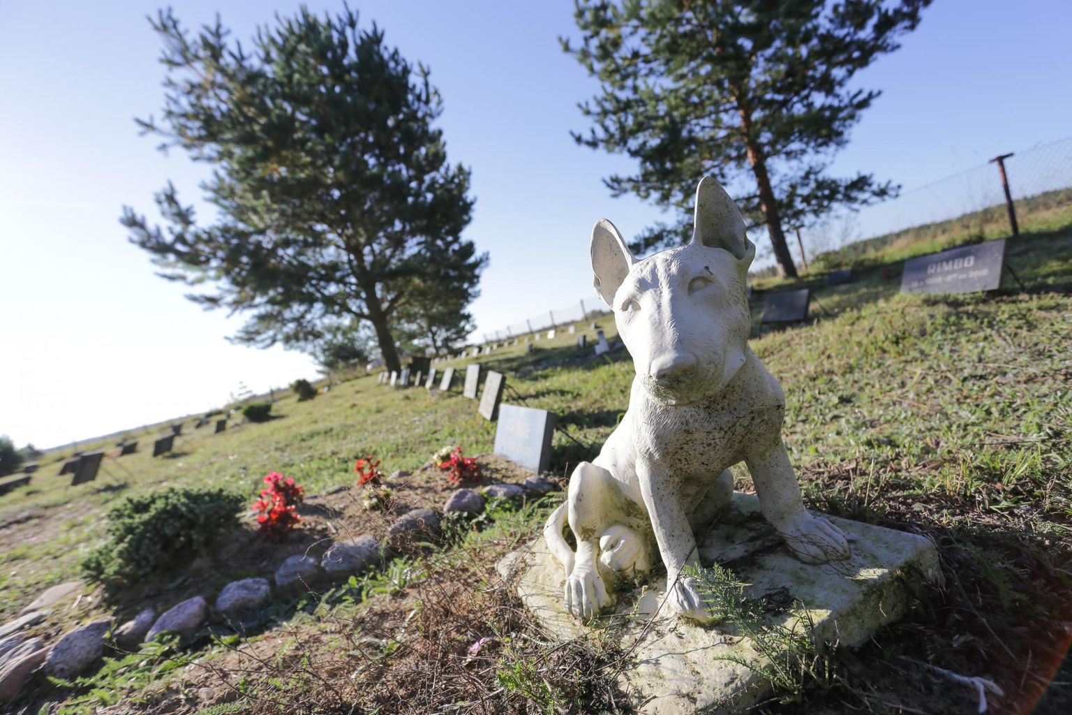 Lemmikloomade kalmistud pole Eestis seni kuigivõrd levinud. Mõned siiski on rajatud, näiteks Rakvere lähedal. Marianne Loorents