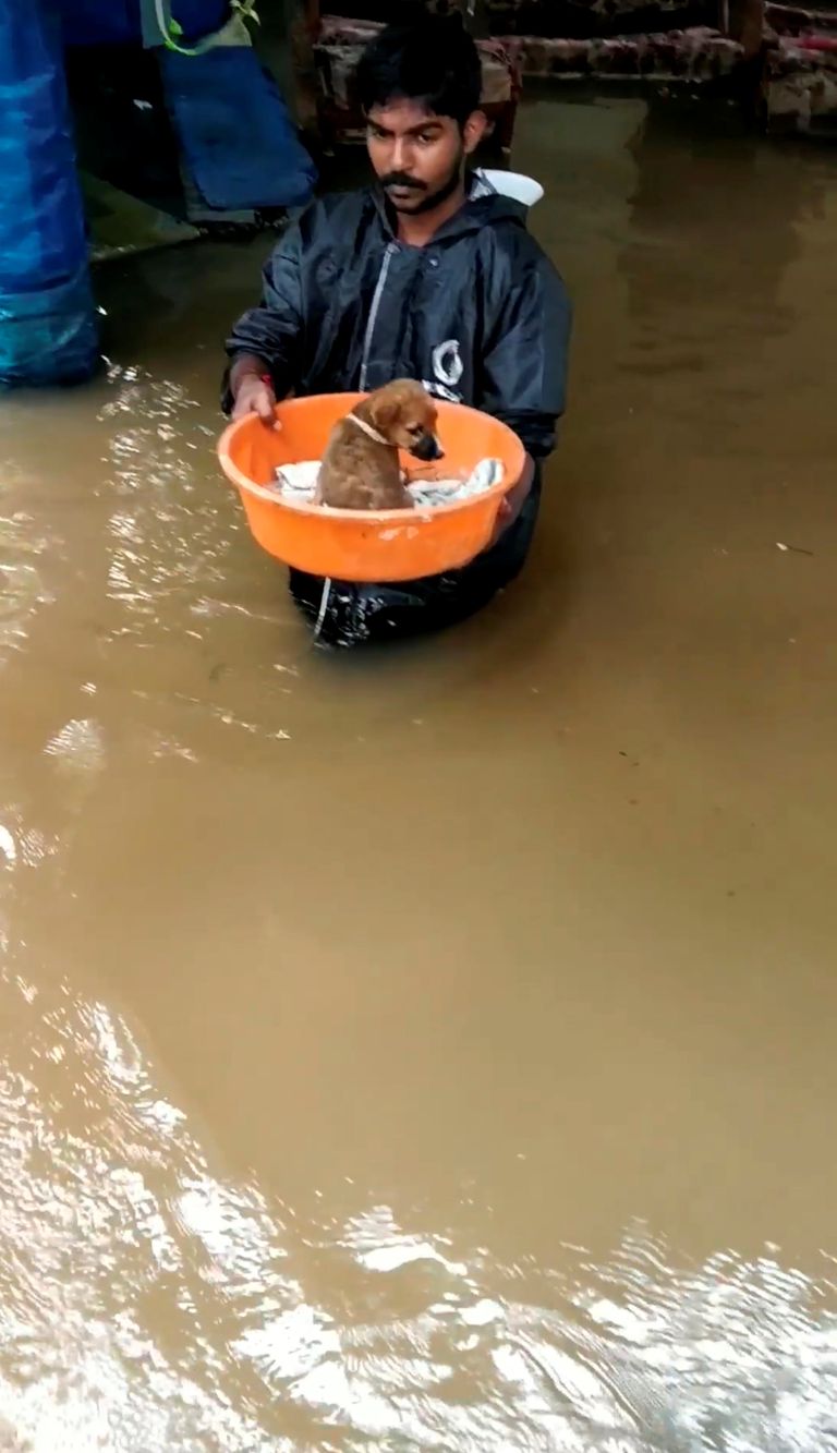 Päästjad on leidnud üleujutatud piirkonnast üle 25 koera.  