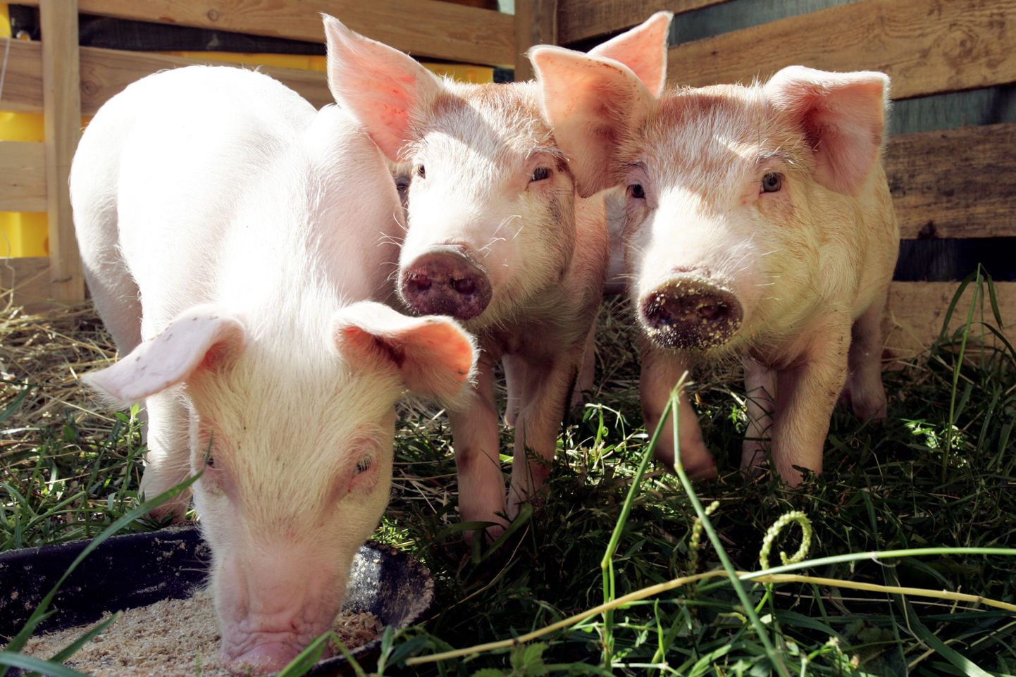 2015. aasta suvel tapeti Eestis sigade Aafriku katku leviku tõttu väga palju sigu.