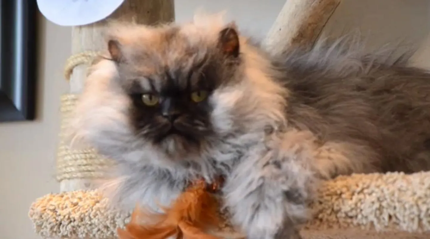 Kass Colonel Meow