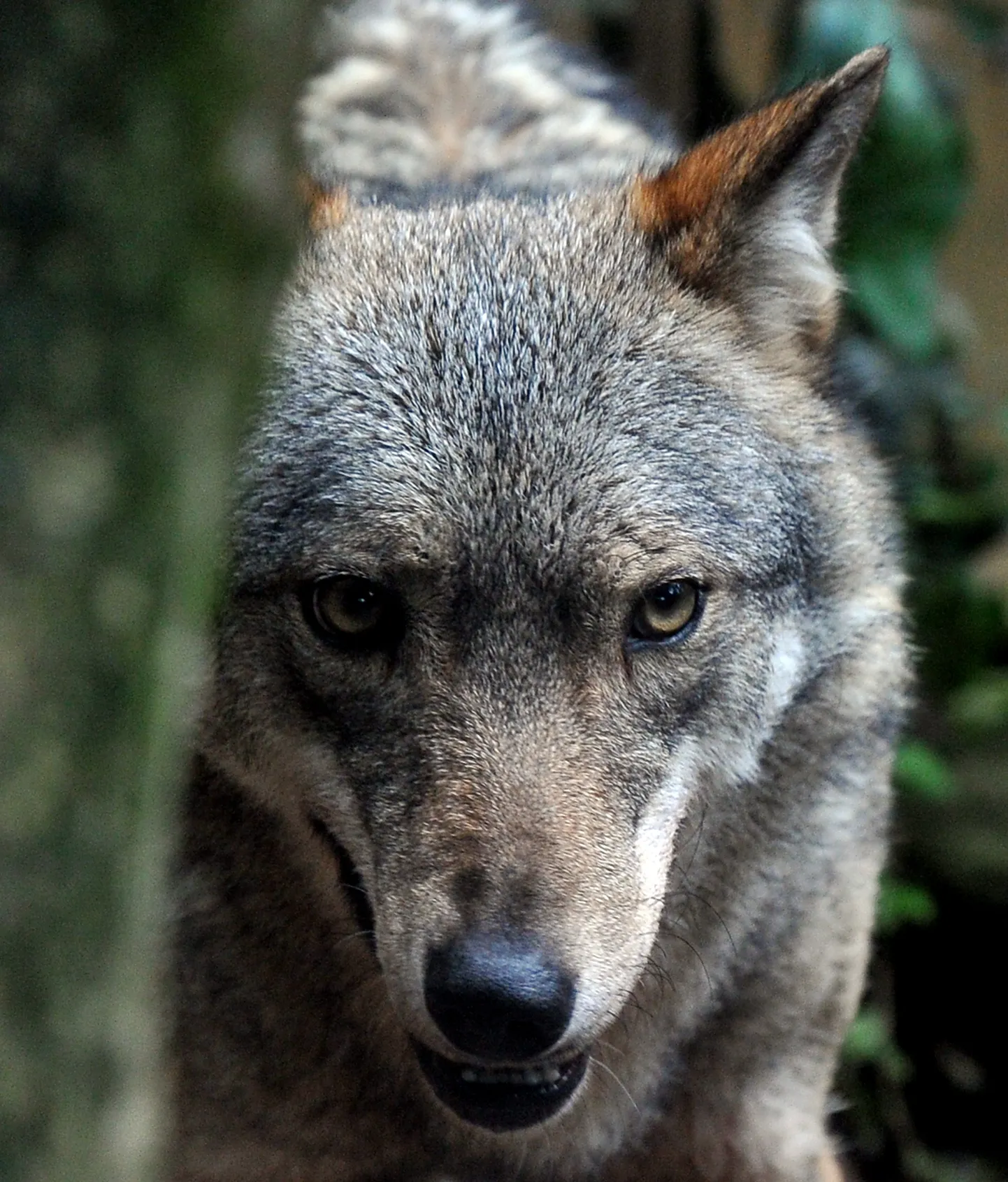 Hunt Sitsiilias.