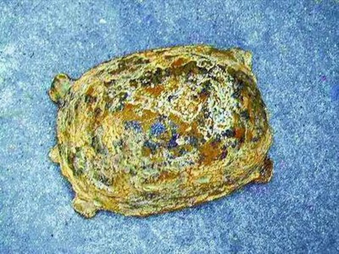 Kilpkonnafossiil