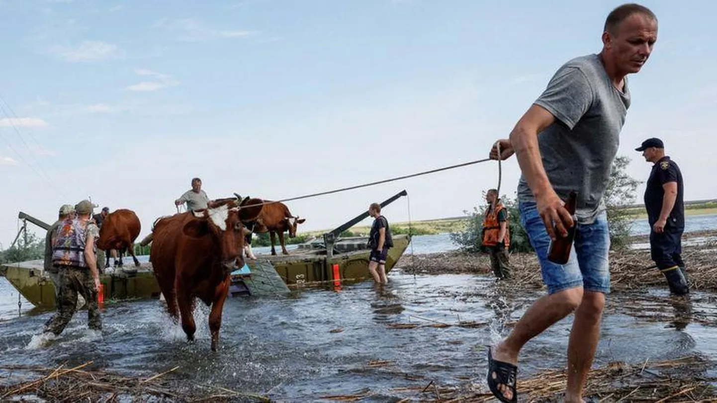 На юге Украины утонуло много животных. На фото - люди спасают корову в Николаевской области