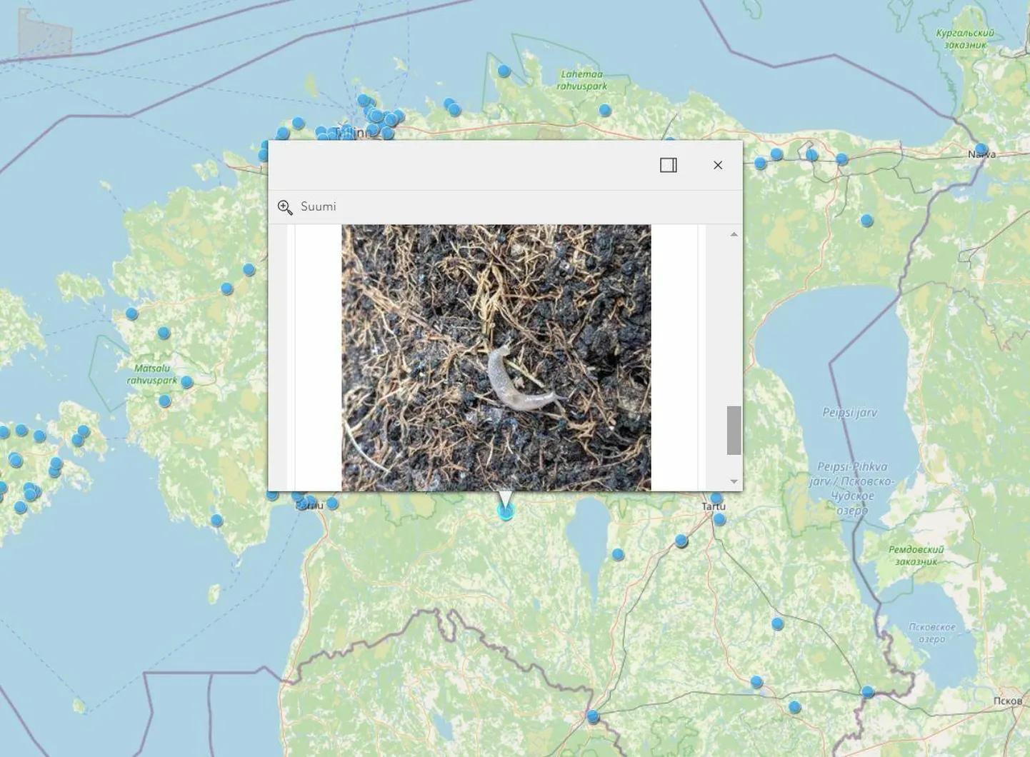 Keskkonnaameti võõrnälkjate leiukohtade kaardilt on näha, et Viljandist on Türgi mustpeanälkjat leitud.