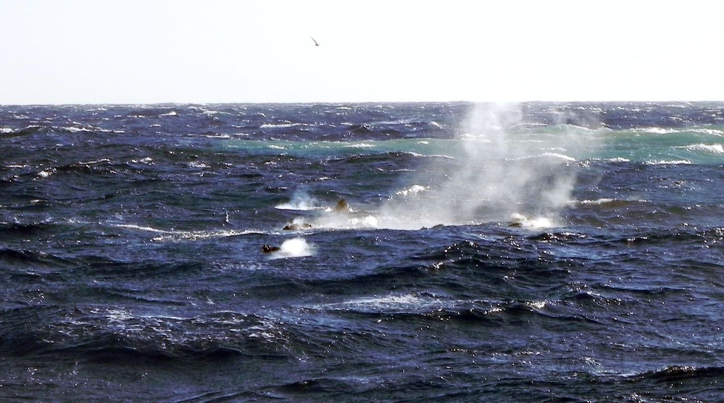 Suitsev laava Kanaari saarte El Hierro saare ranniku lähedal.