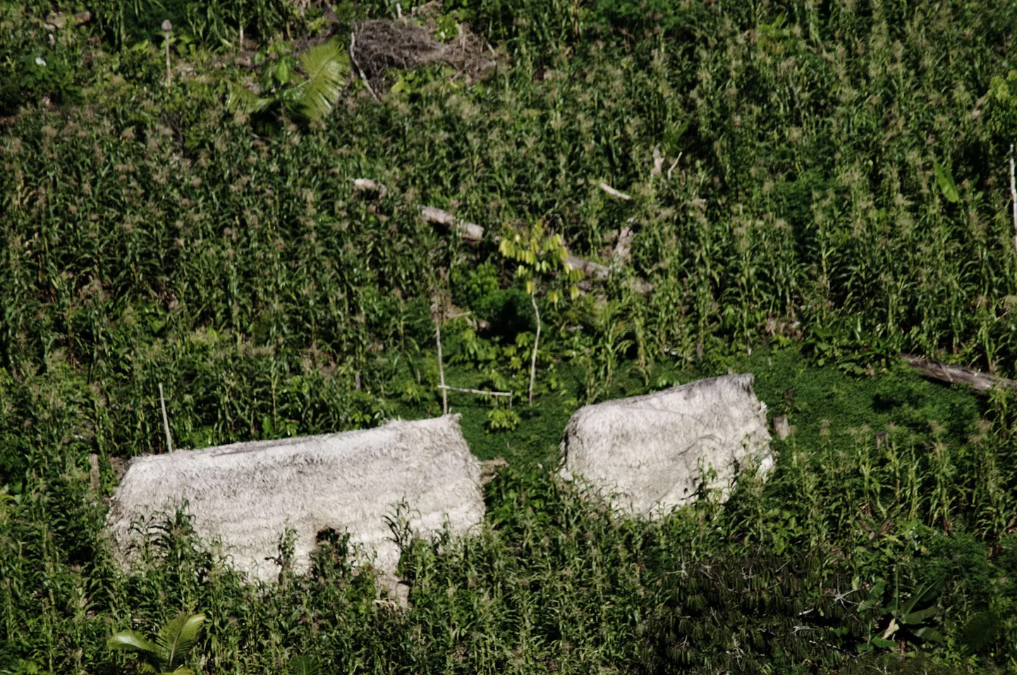 Amazonas peidab endas kadunud tsivilisatsioonide saladusi