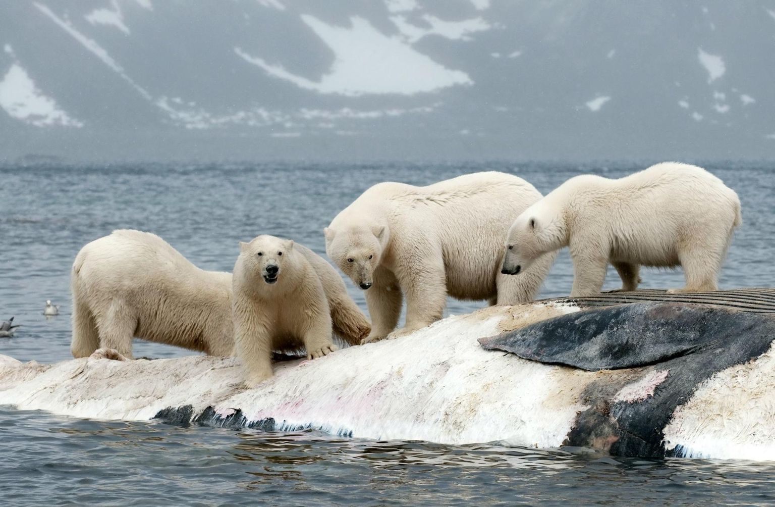 Ühes geoloogiateenistuse pressiteates mainiti küll ohte, mis jääkarusid ähvardavad, kuid kordagi selle põhjusena kliima soojenemist. 