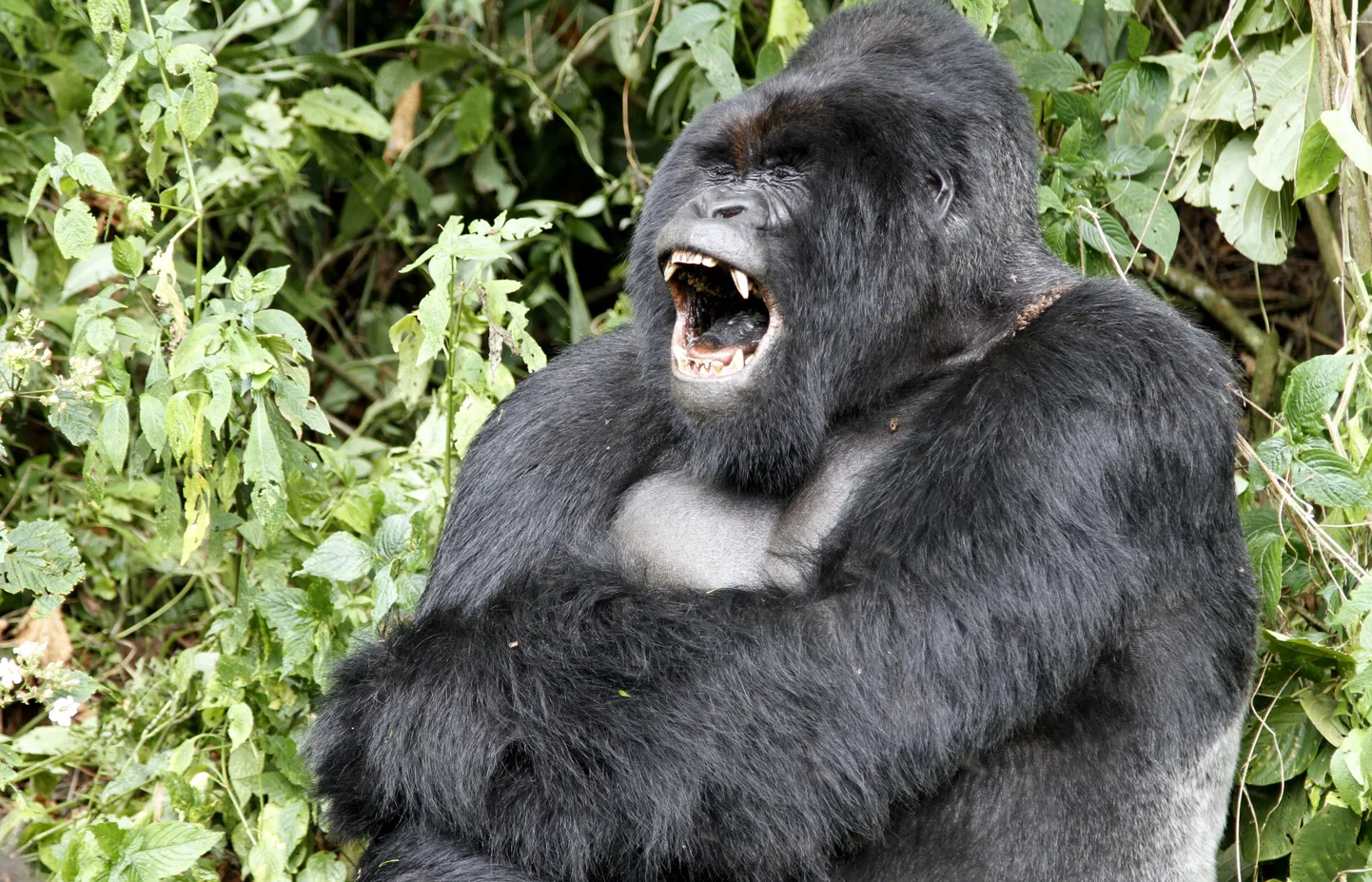 Mägigorillad on üks ohustutumaid loomaliike maailmas.