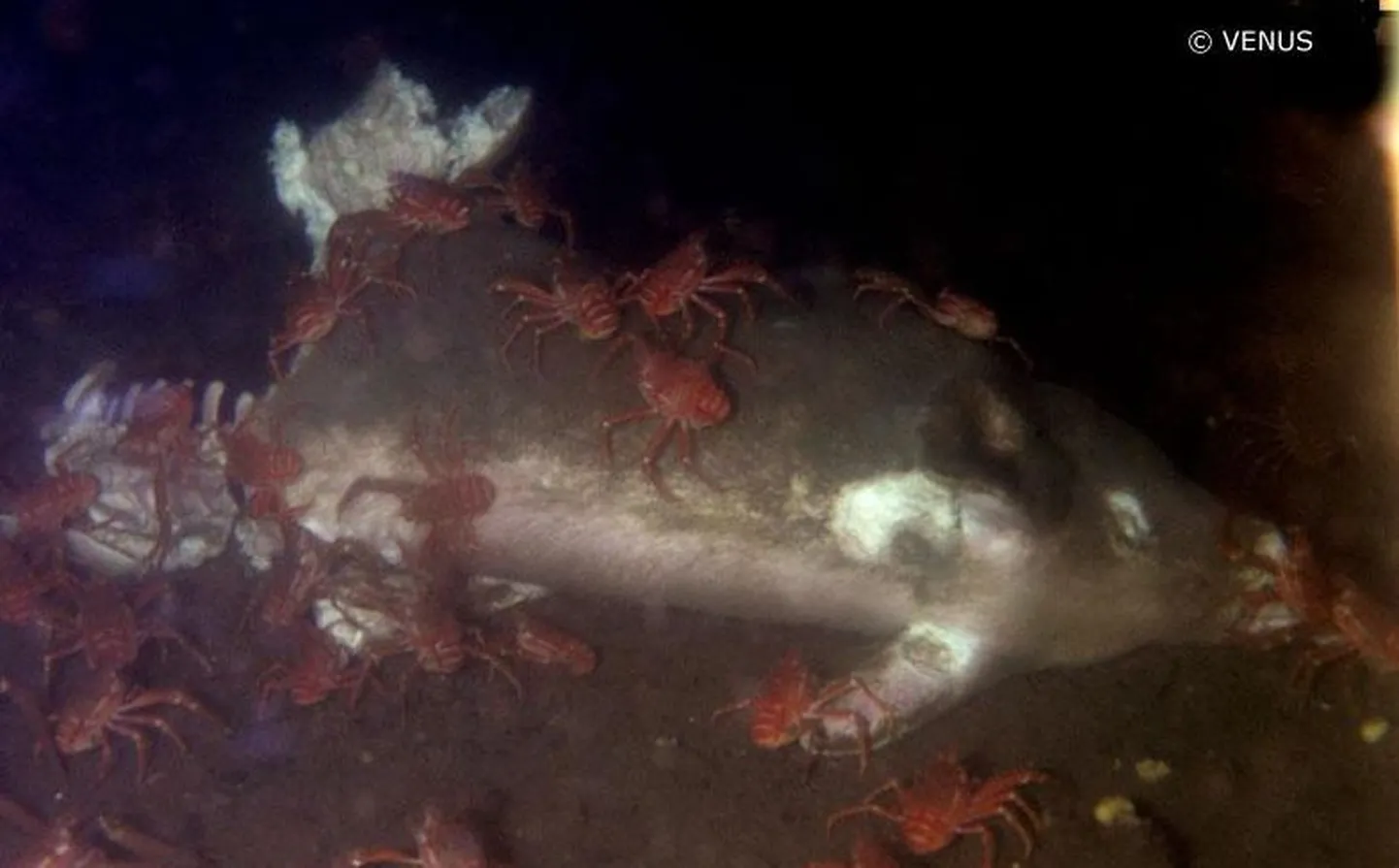 Krabid söömas seakeha