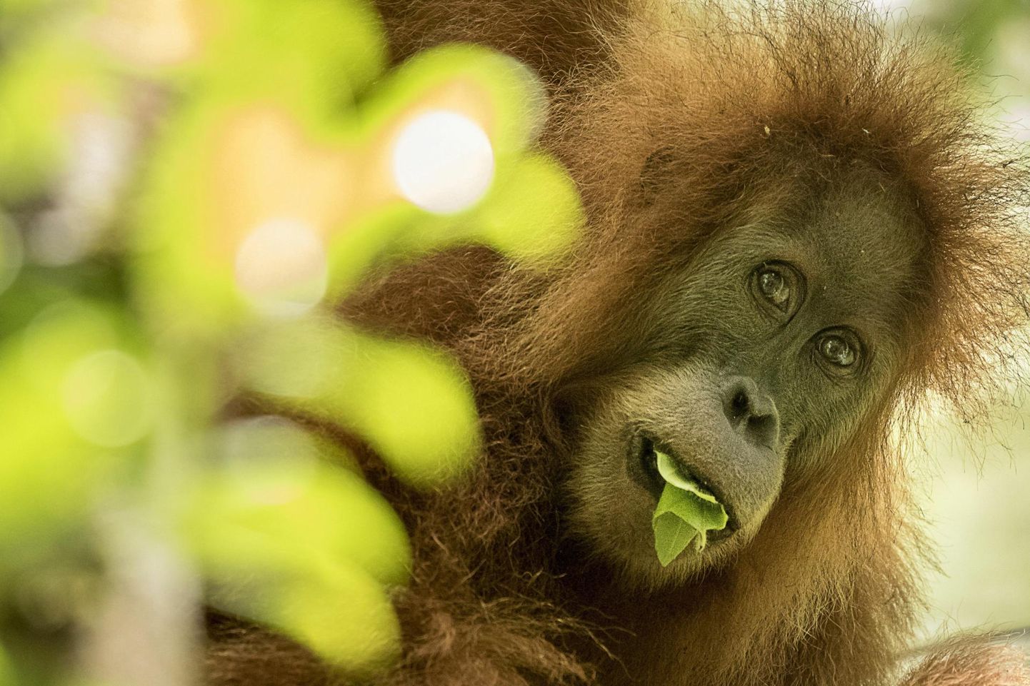 Tapanuli orangutan Indoneesias Sumatra saare Batang Toru metsas. Liiki on alles vaid mõnisada isendit ning nad elavaid ainult ühe asurkonnana, mistõttu seab nende püsimise lisaks elualade kadumisele ohtu ka inbriiding.