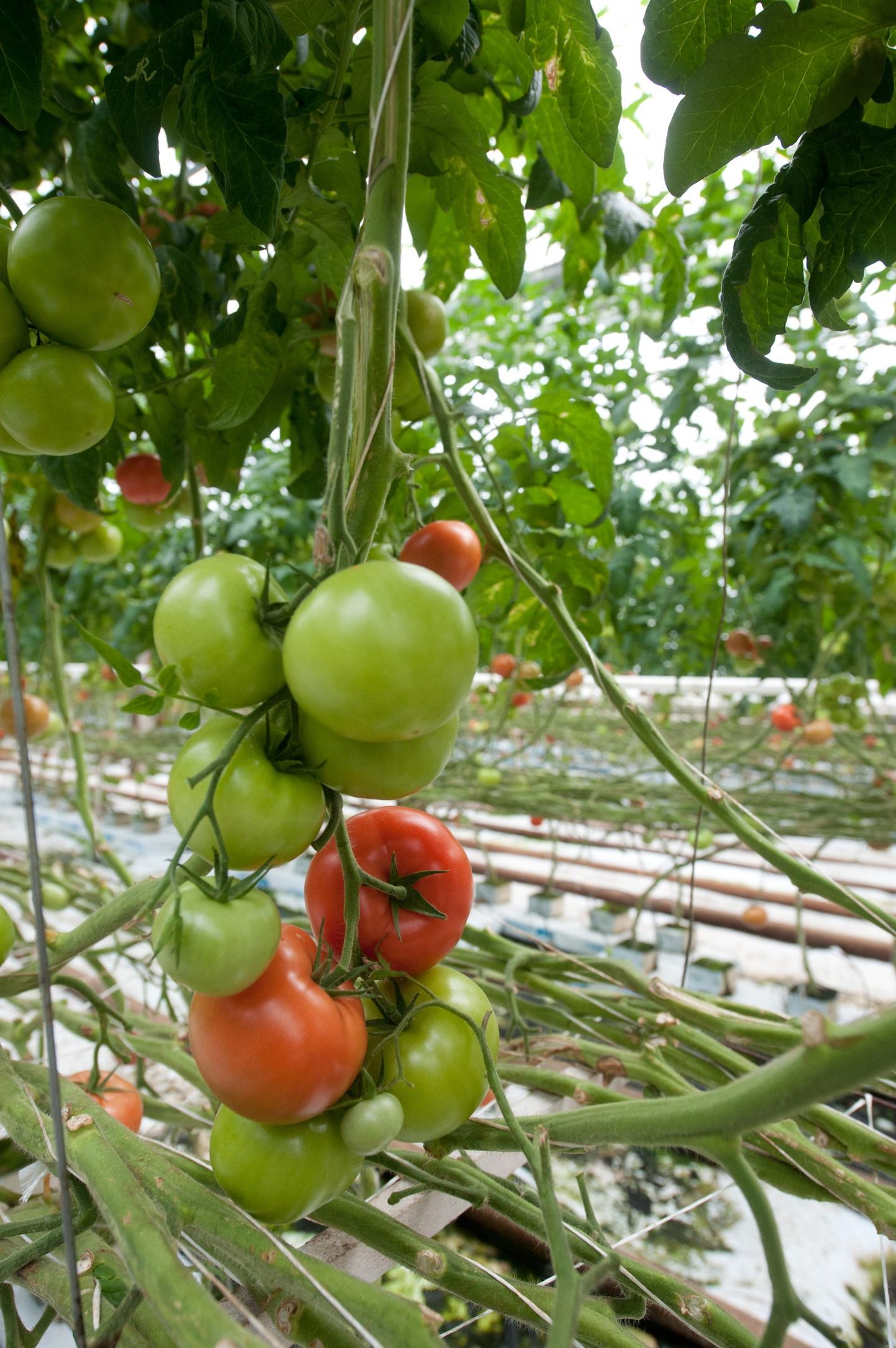 Nüüd on paras aeg tomatitaimelt enamik lehti eemaldada, et rohelised viljad jõuaksid valmida.
