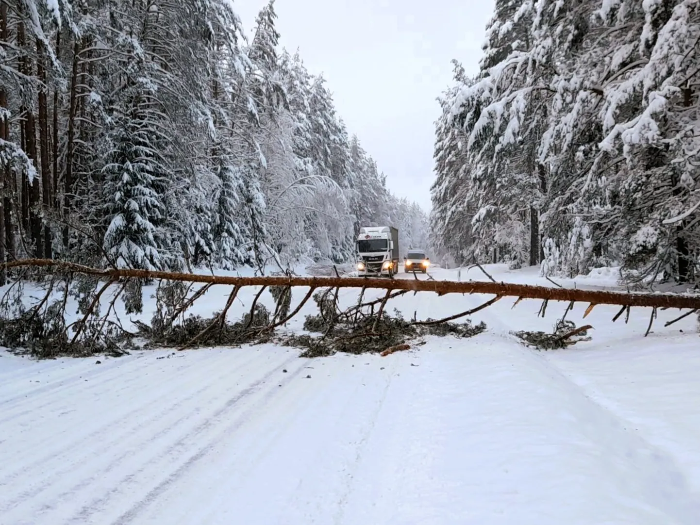 Murdunud puude eemaldamine Rõuge vallas Saru külas.