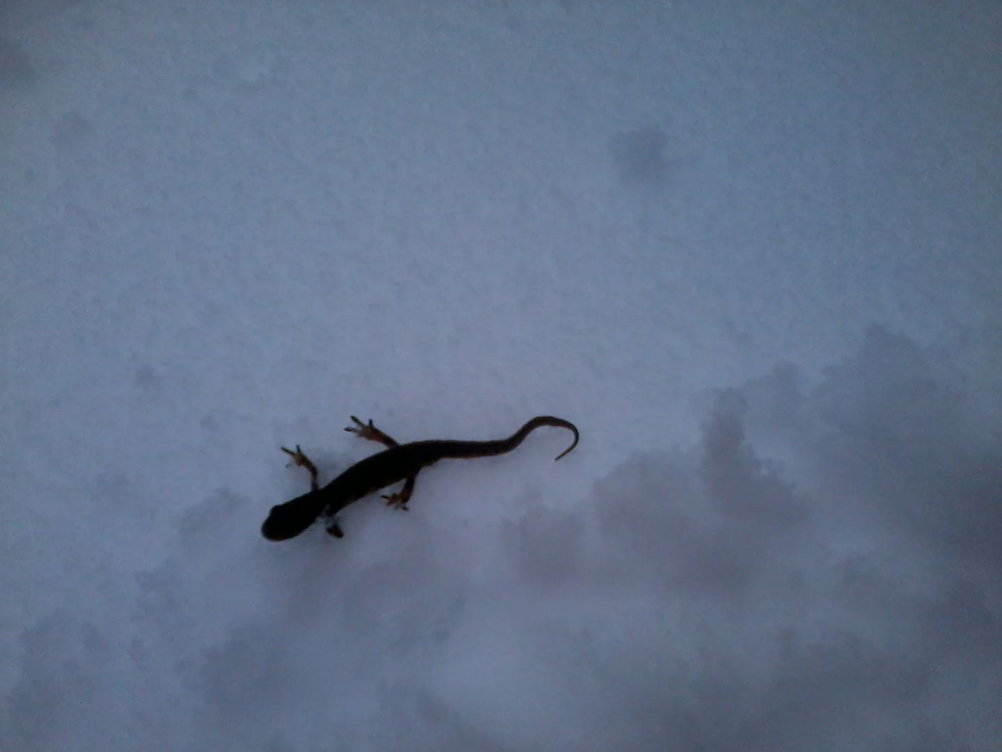 Ящерица на снегу.