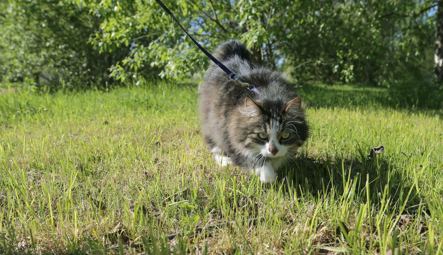 Tartus Rahumäe bussipeatusest loomade varjupaika toodud kass Miki sõitis oma perega ära maale.