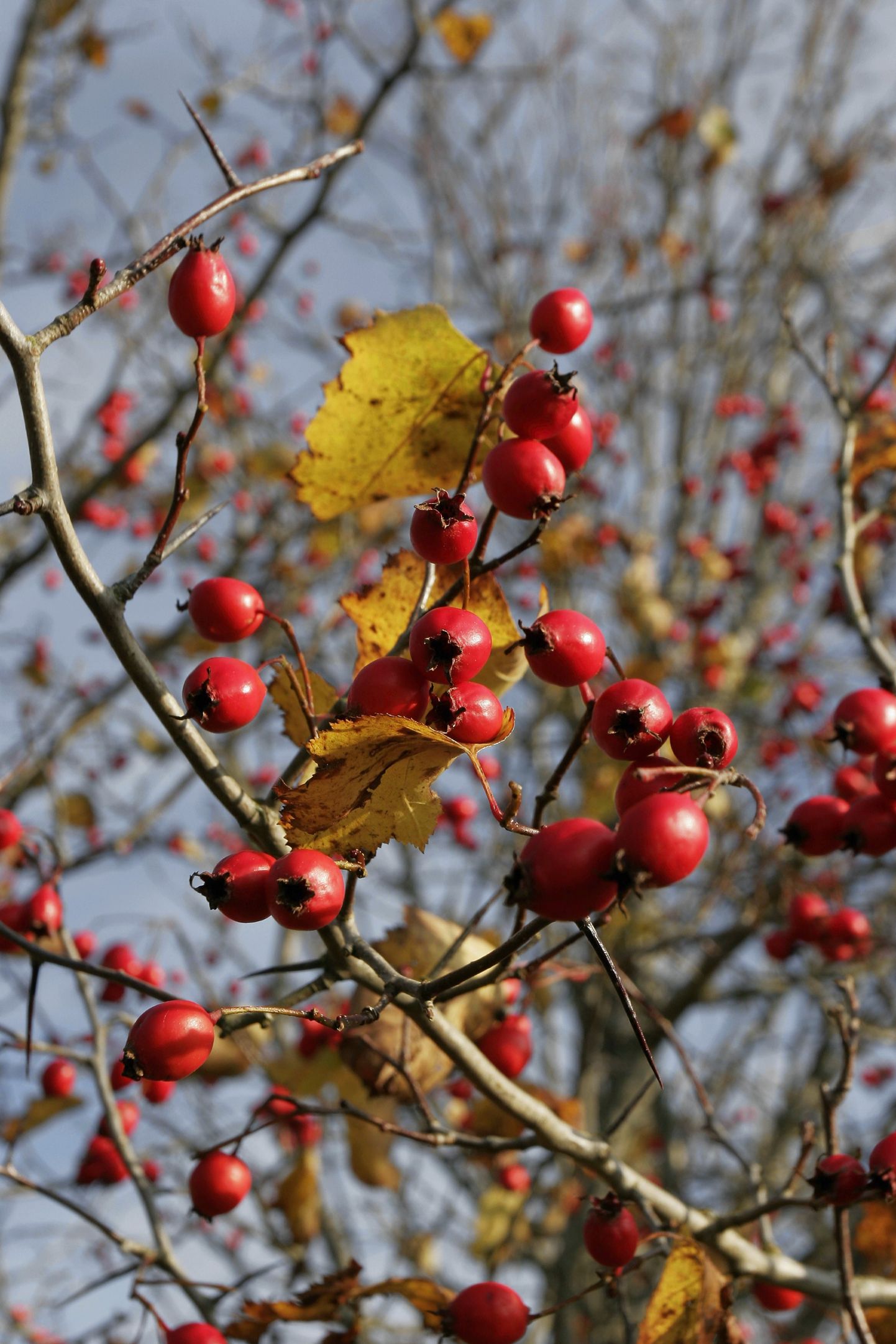 Viirpuu viljad püsivad põõsa küljes vahel veel jõulukuulgi, kuni linnud need lõpuks ära nokivad.