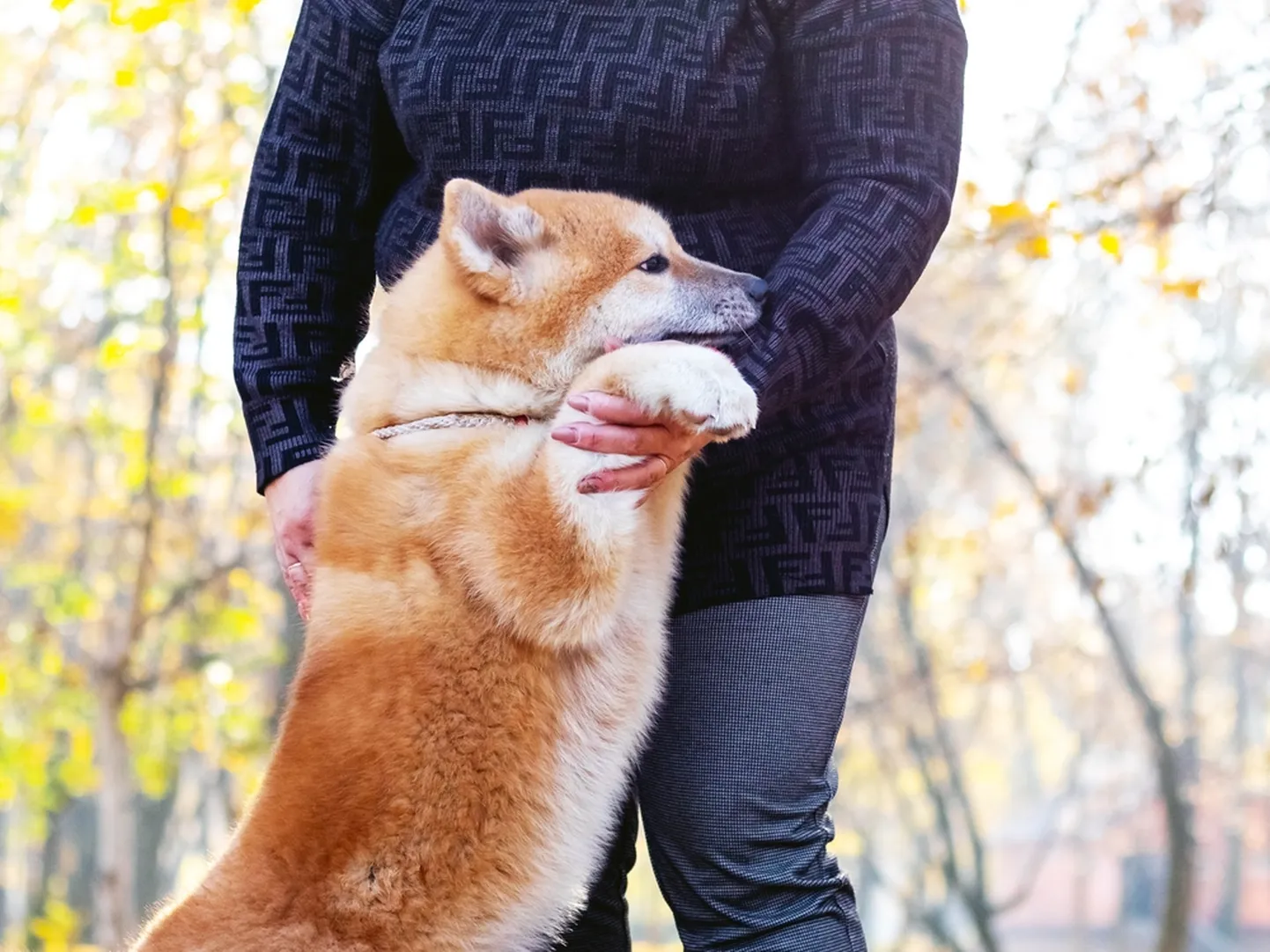 Akita