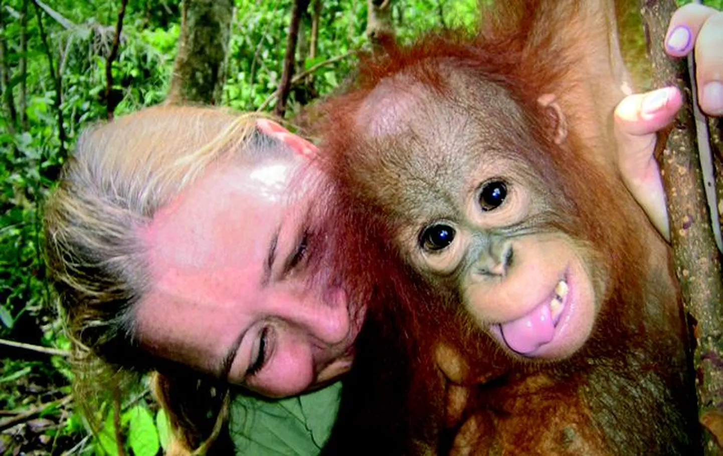 Kaader filmist „Mu elu koos orangutanidega“.