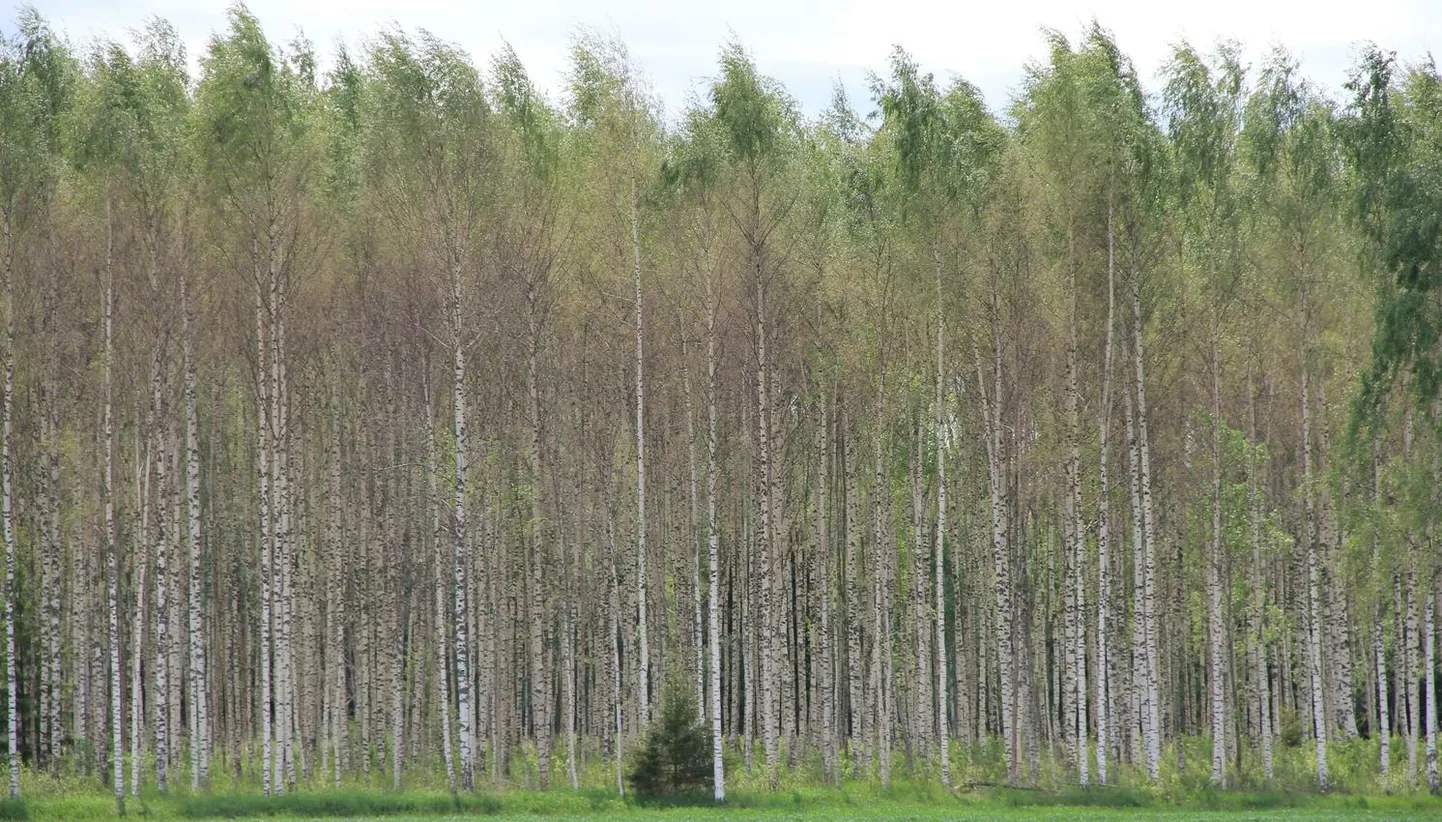 Metsa-külmavaksiku söödud kaasik Parapalus. Kaskede ladvad on veel rohelised, aga puu keskosa on tõmbunud pruuniks. Kaugelt vaadates jääb mulje justkui poleks metsatukk veel õieti lehtima hakanudki.