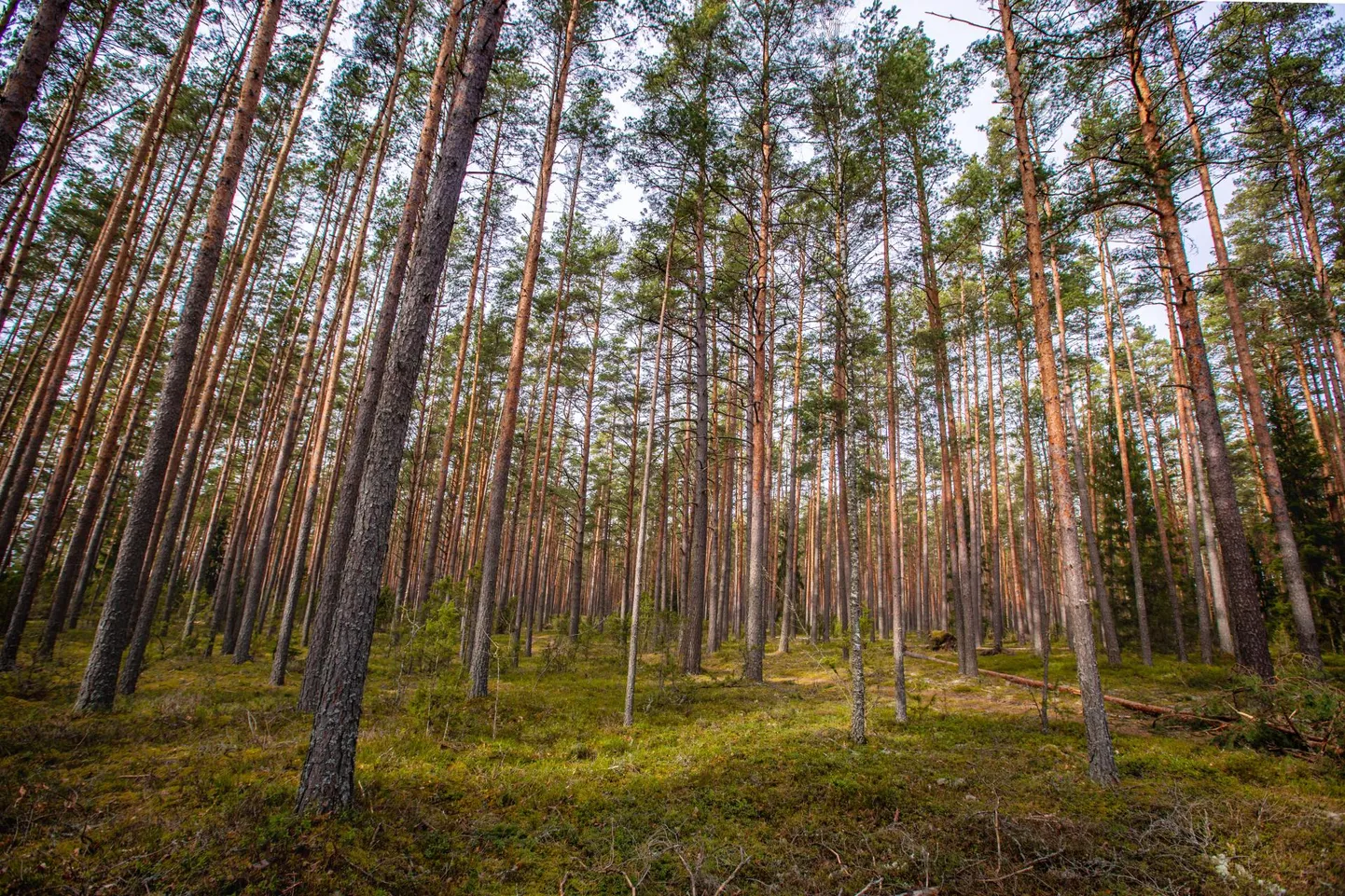 Tõstetakse ka raievanuseid: männienamusega puistutes peab puude vanus olema vähemalt sada aastat. Foto on illustratiivne.