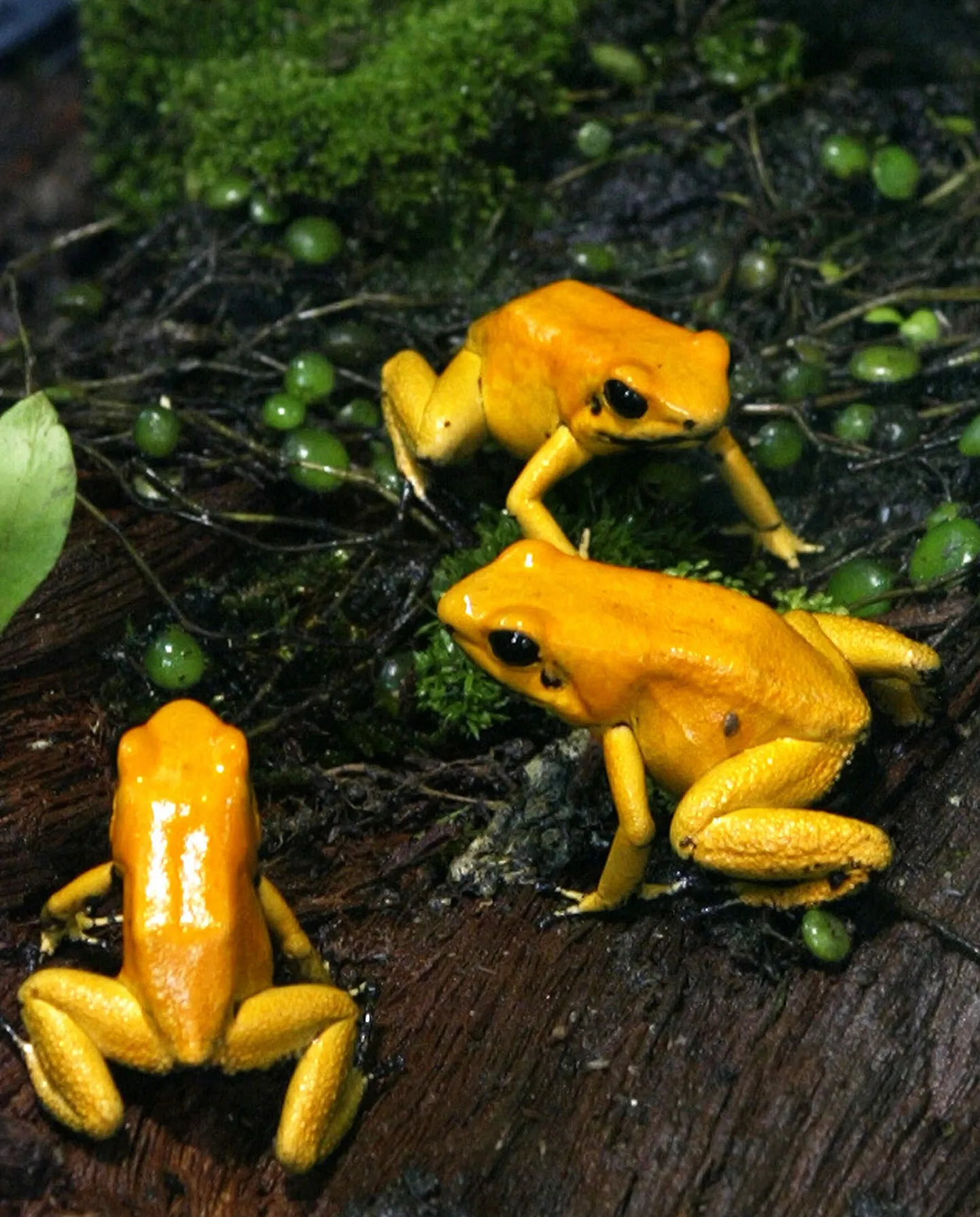 Maailma ühed mürgisemad konnad  - Atelopus zetequis