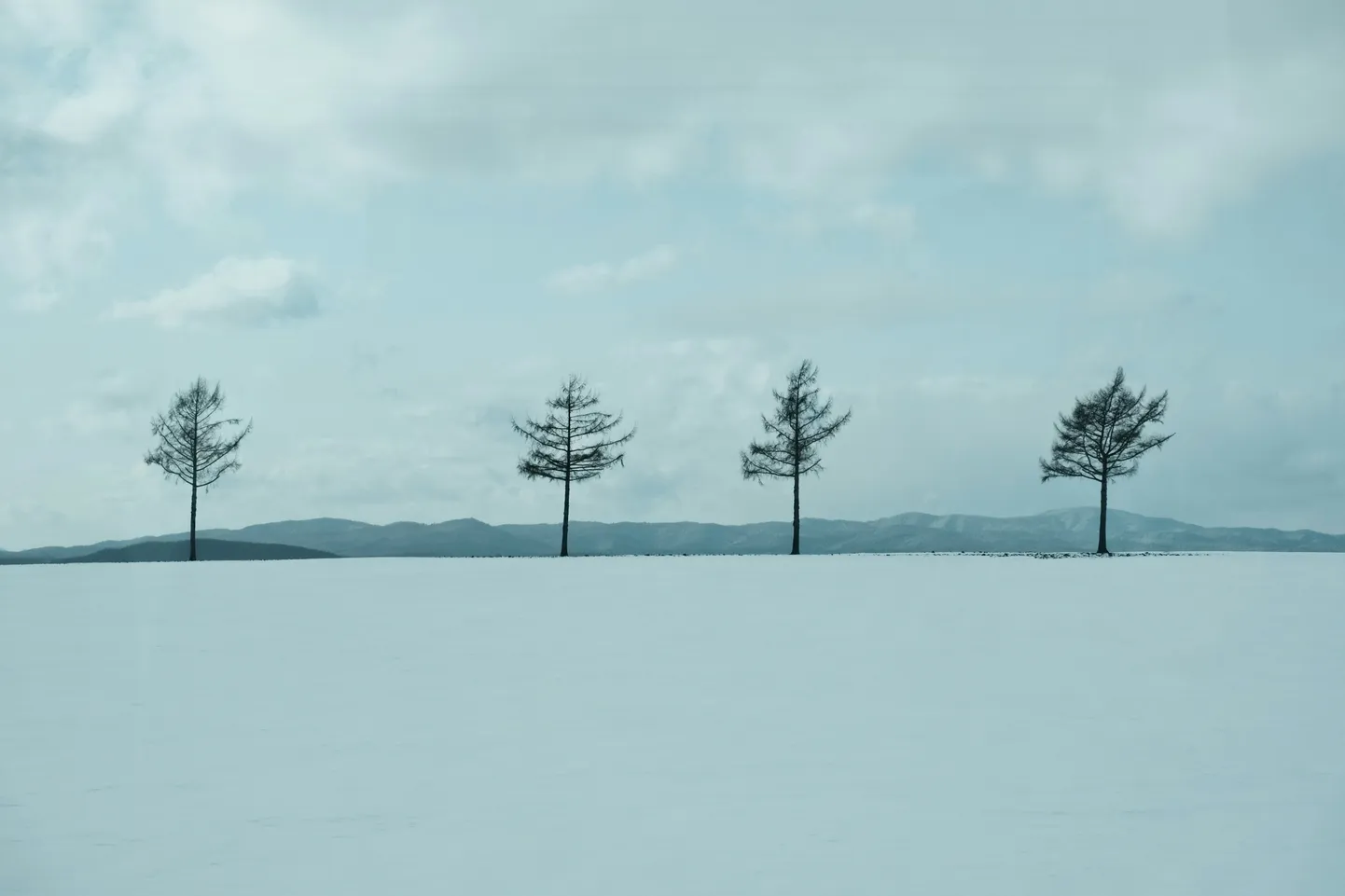 Artikli foto