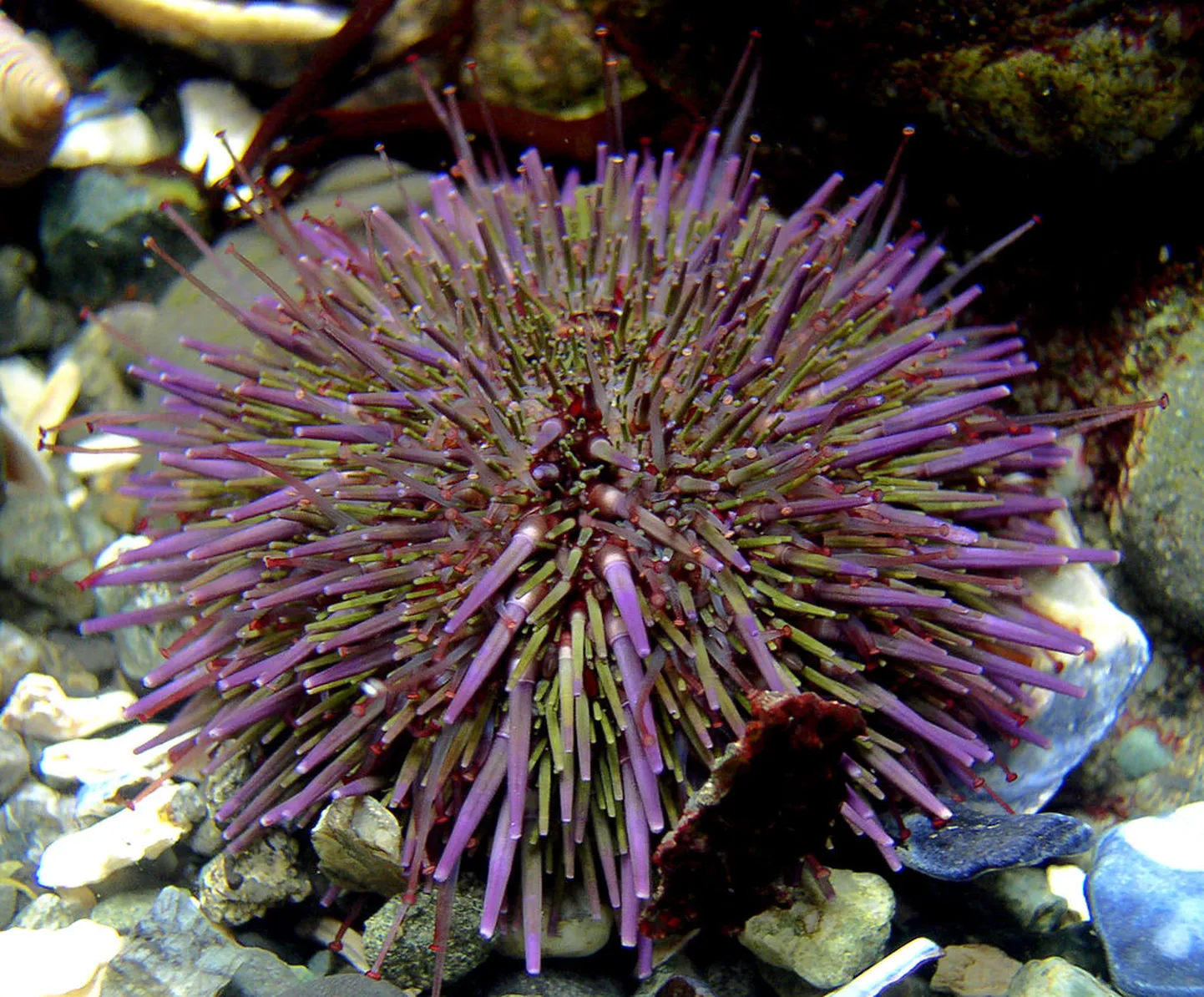 Strongylocentrotus purpuratus paneb kliimamuutusele vastu ülatuslikel viisidel