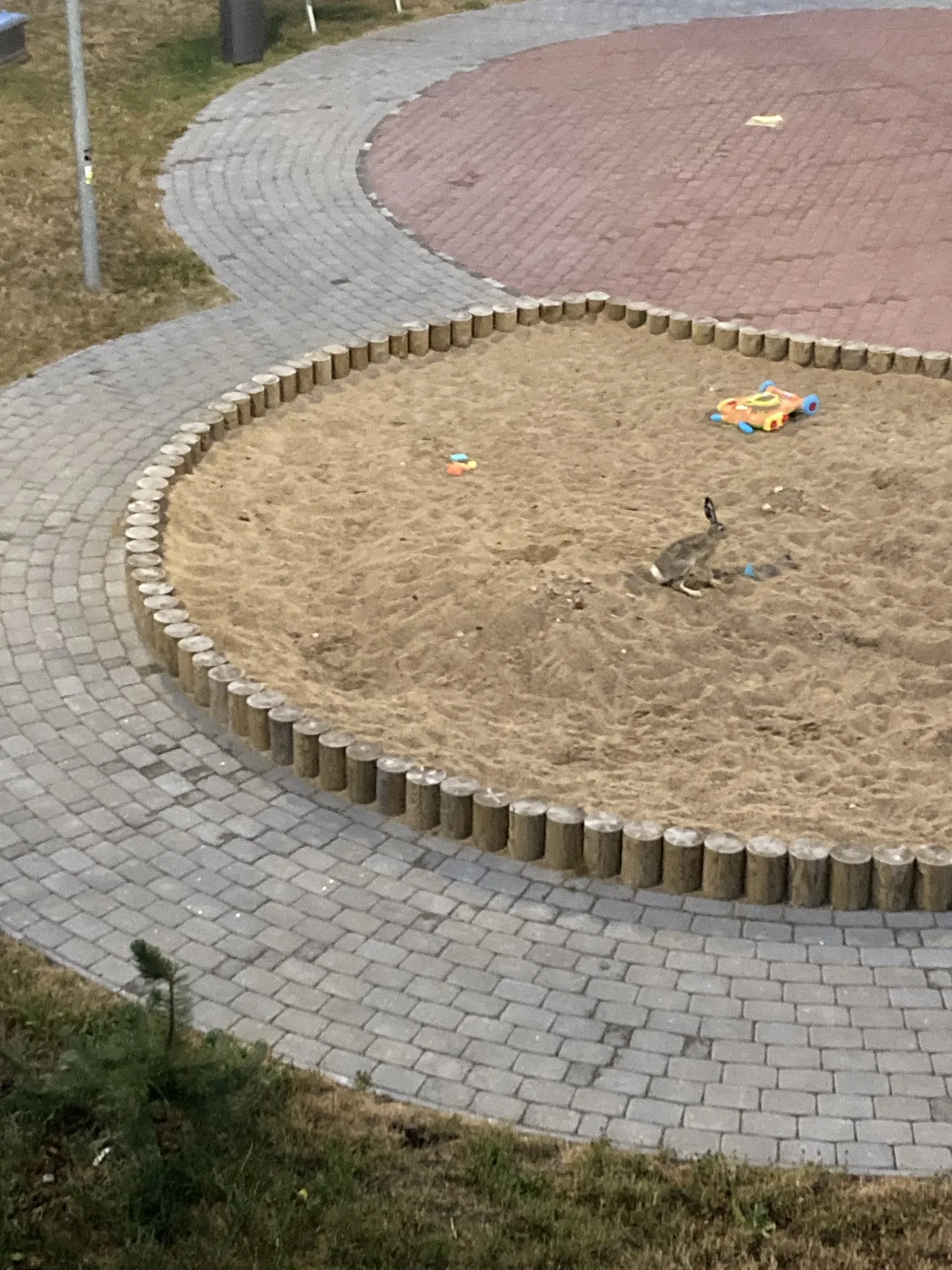 Jänes Nõmmel asuva kortermaja mänguväljakul.