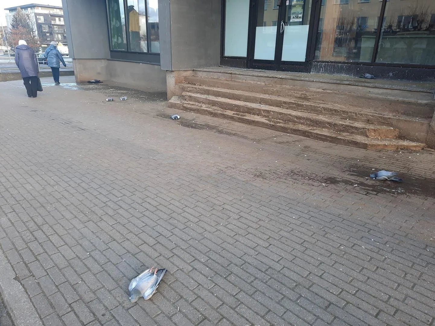 Laupäeva hommikul avanes Tsentrumi ümber trööstitu pilt surnud tuvidega.