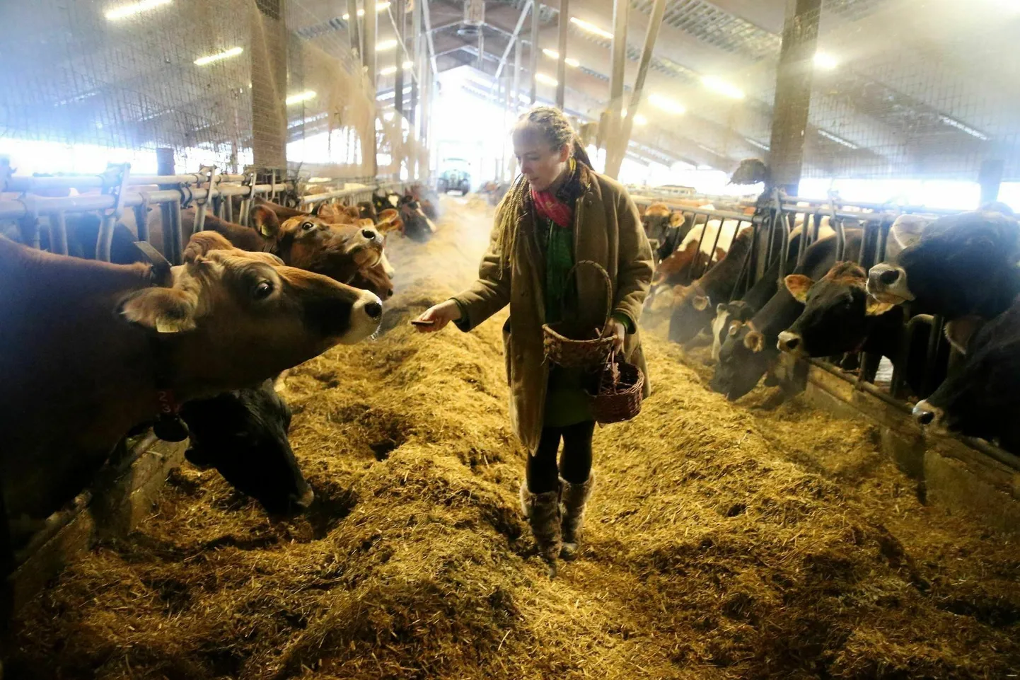 Andre Farmi perenaine Erika Koroleva sõnas, et avatud talude päeva registreerimise tähtaeg on alles mai lõpus, seega on aega olukorda hinnata. Praeguse seisuga kavatseb farm osaleda.