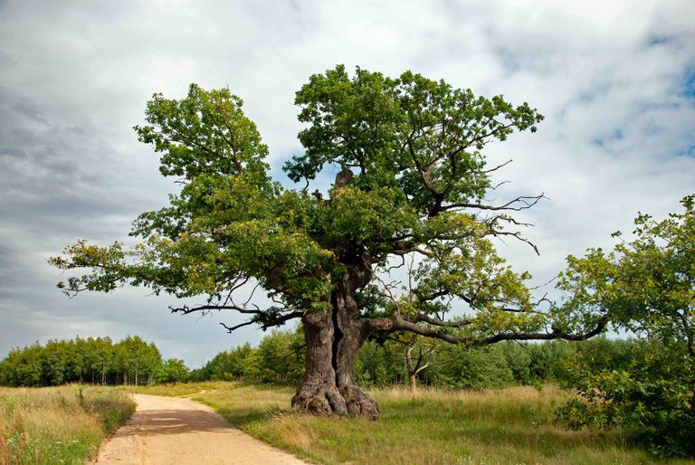 Euroopa aasta puuks valitud Poolas kasvav tammehiiglane