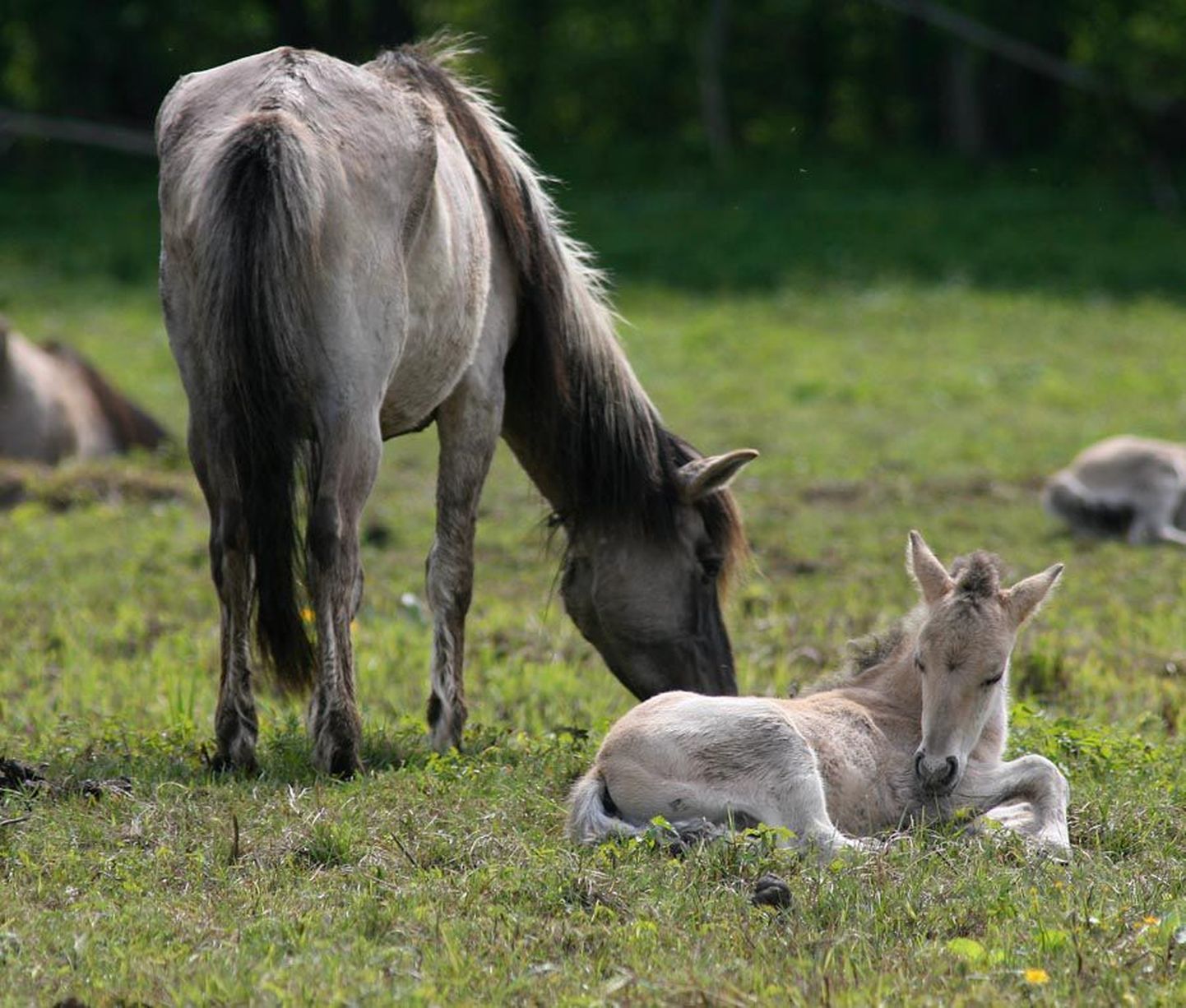 Tänavu sündinud väikesed konikud on hea tervise juures ja elavad koos ülejäänud karjaga Soomaa koplis.