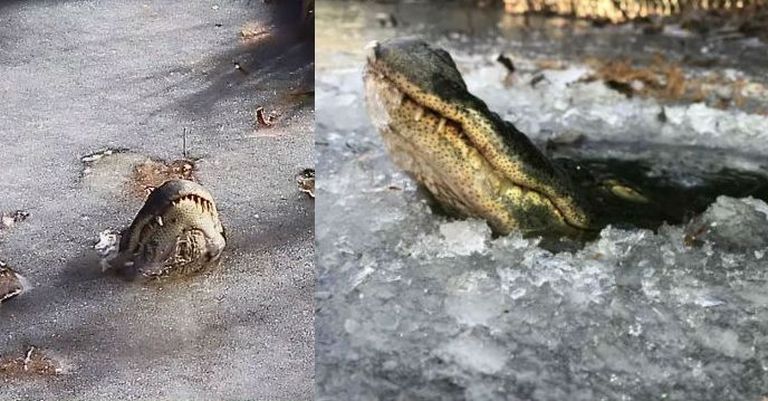 Alligaatorid jääs
