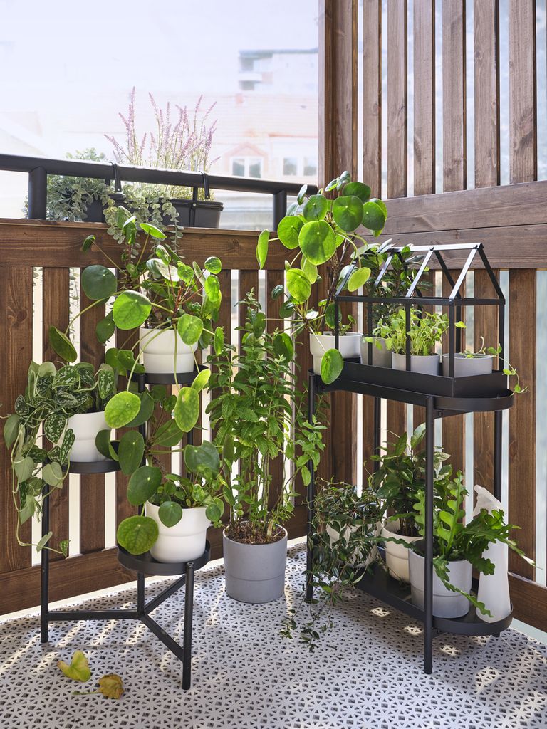 Selline lahendus sobib ka tuppa. Pöörakem tähelepanu minikasvuhoonele, kus kasvatada kuumalembelisi tegelasi, ja üle rõdupiirde rippuvale kastile.