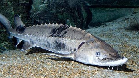 North American Lake Sturgeon Live Twice as Long as Thought, Study Finds